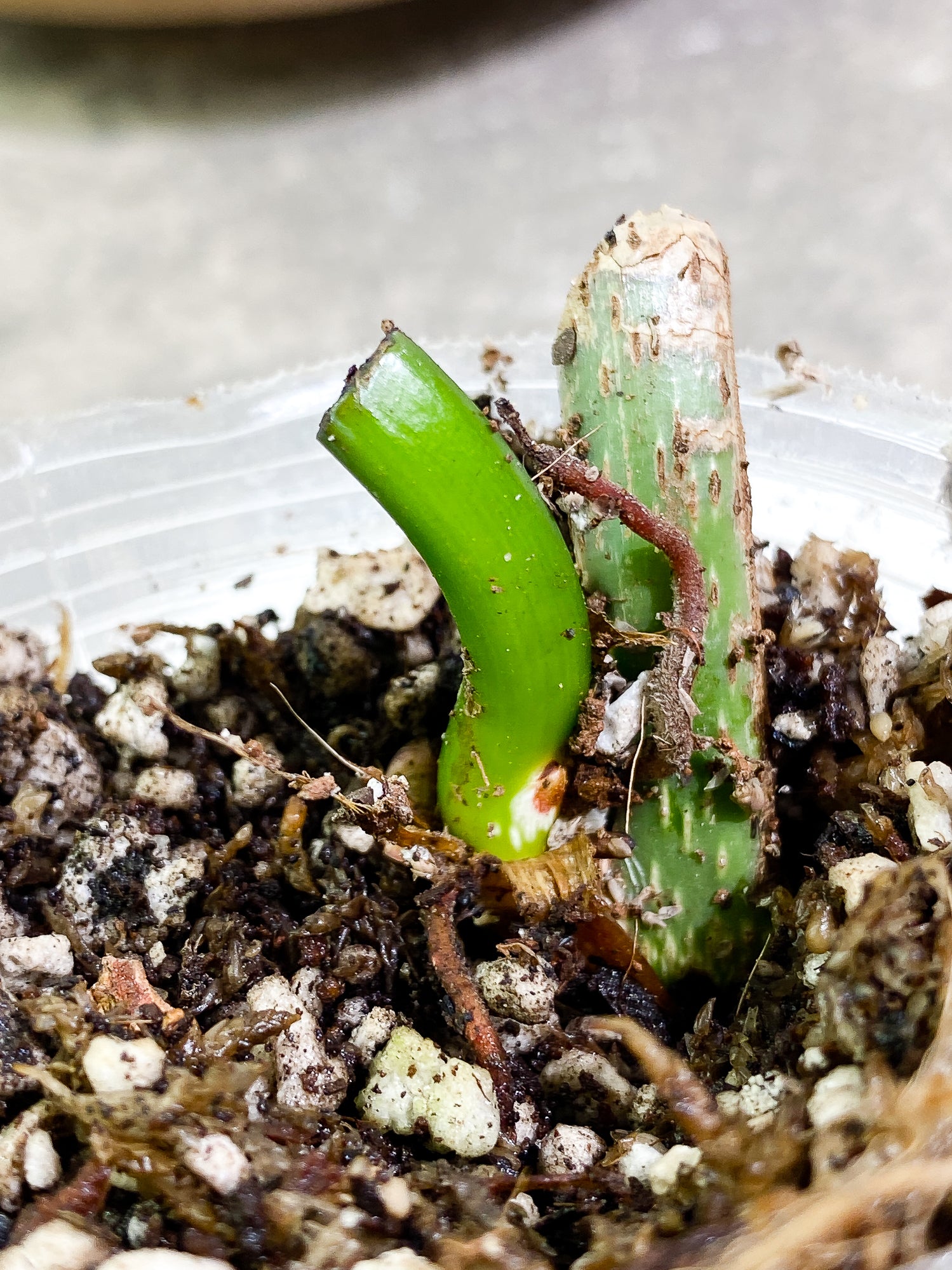 Philodendron majestic (Verrucosum x Sodiroi) slightly rooted node 1 bud