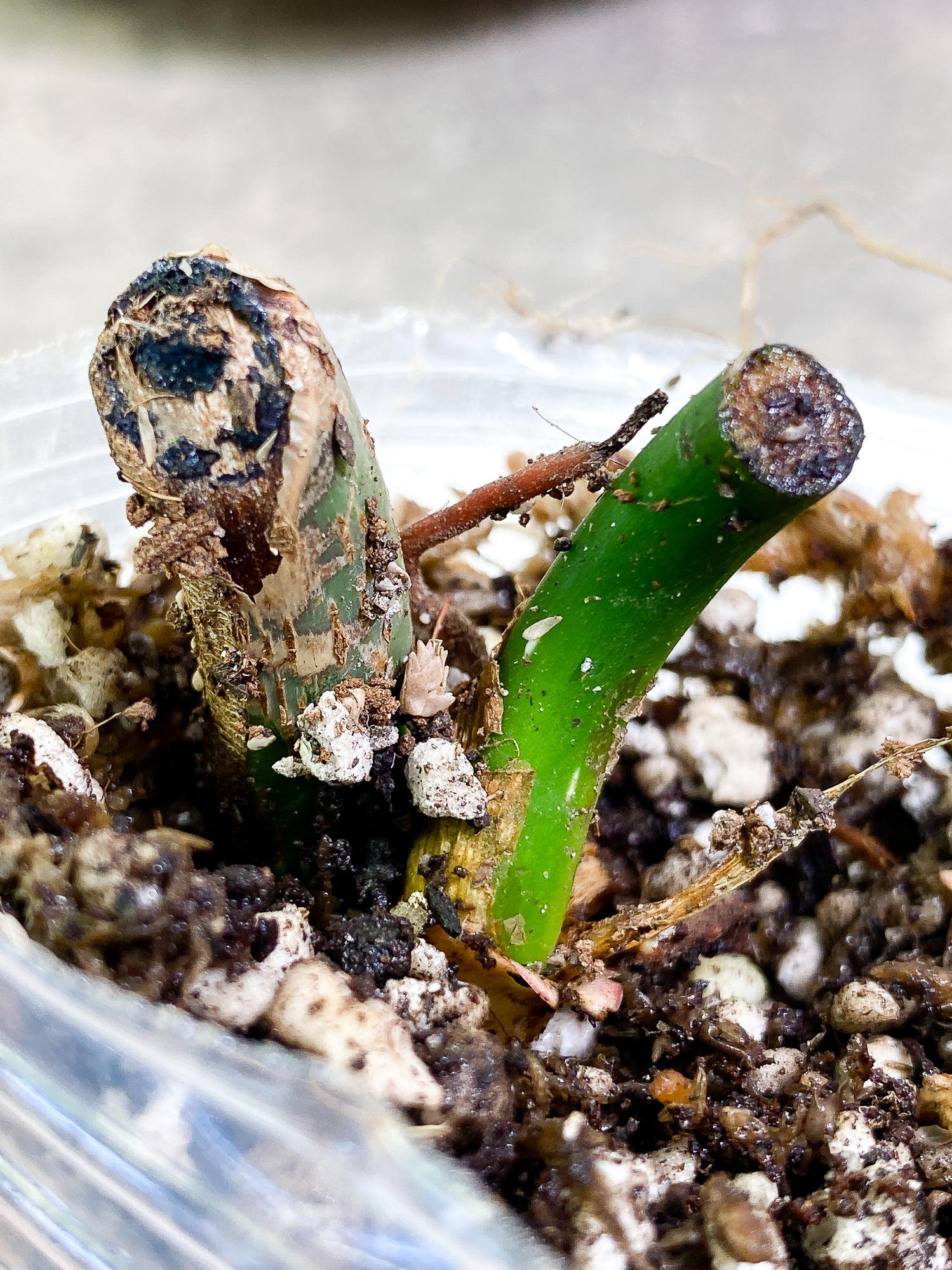 Philodendron majestic (Verrucosum x Sodiroi) slightly rooted node 1 bud