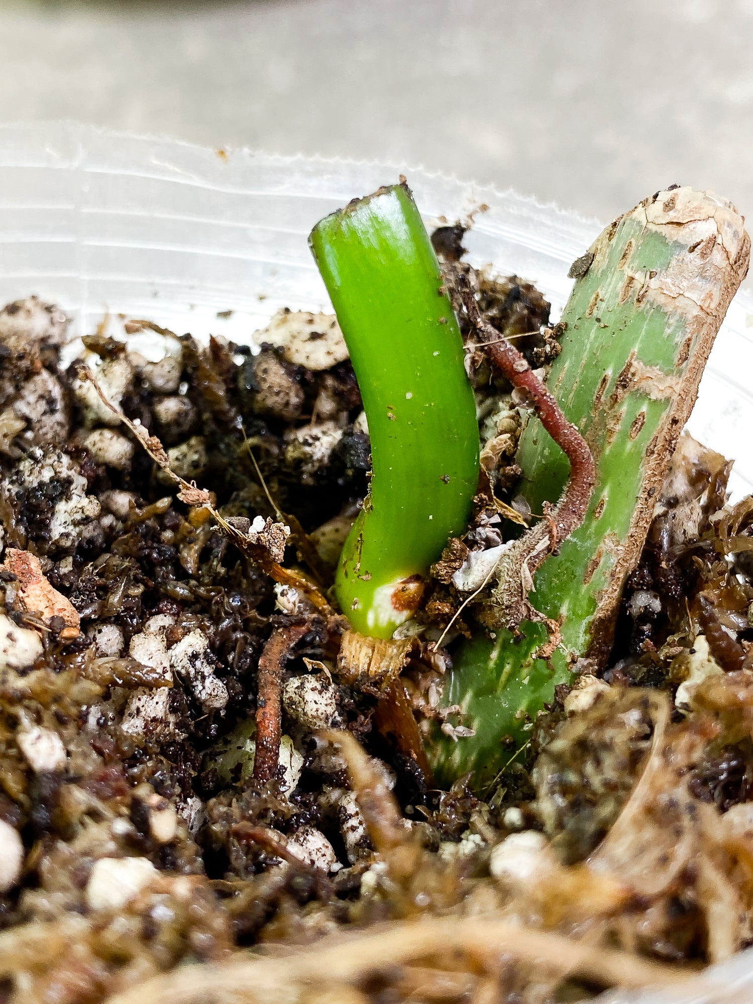 Philodendron majestic (Verrucosum x Sodiroi) slightly rooted node 1 bud