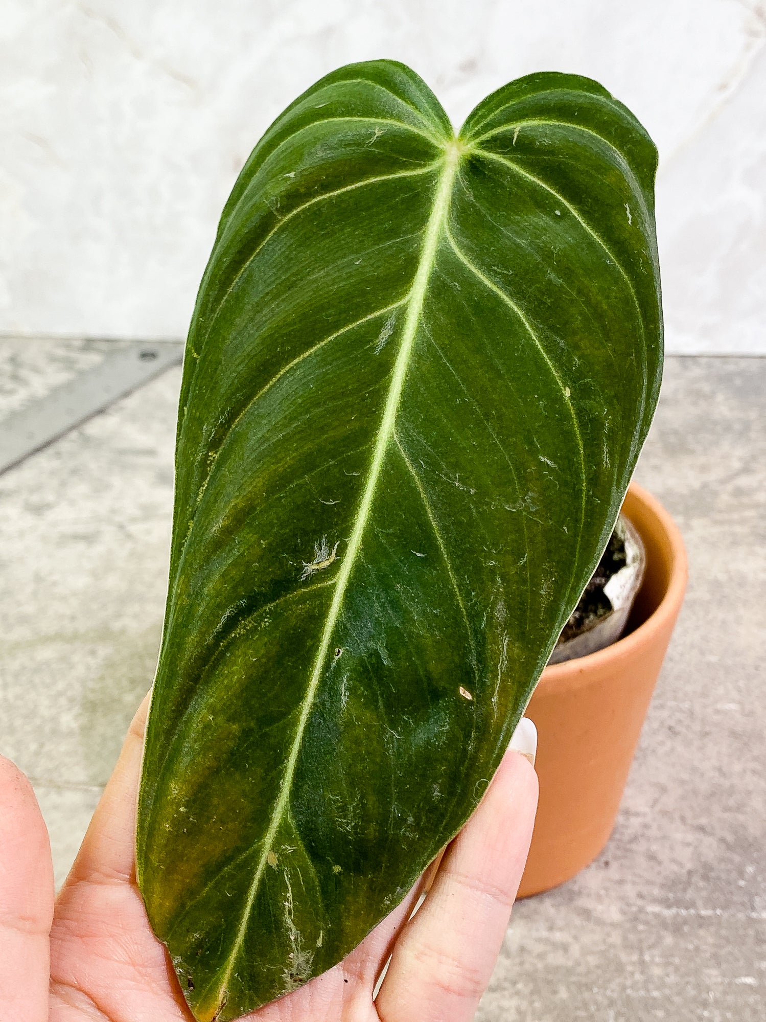 Philodendron Melanochysum 1 leaf fully rooted