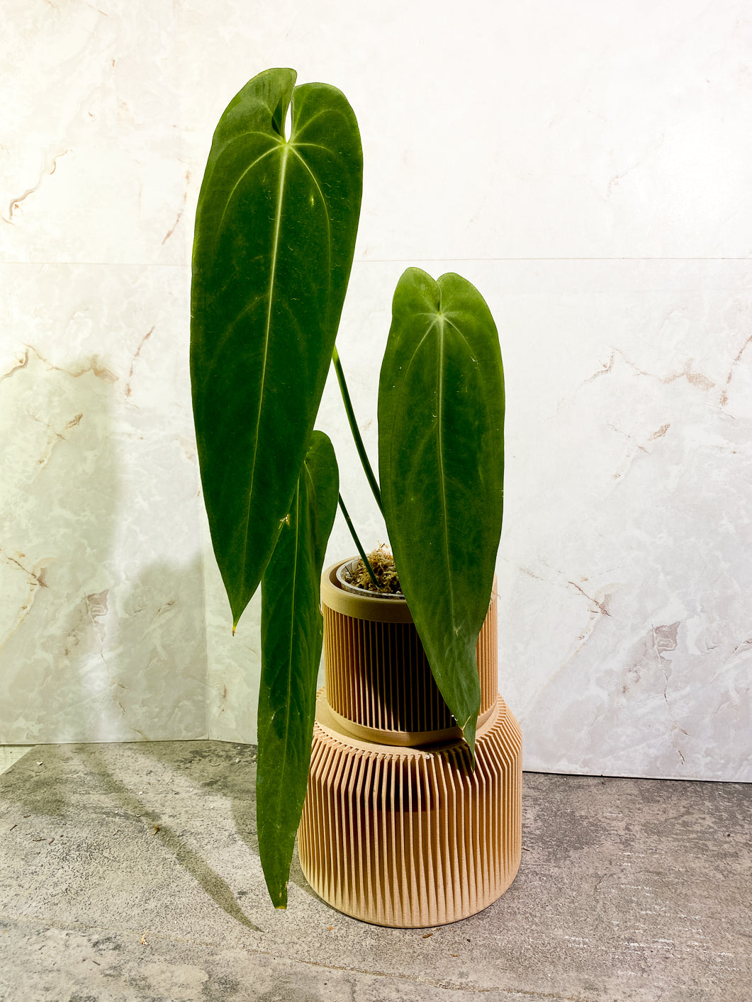Anthurium Warocqueanum Dark vein narrow form 3 leaves slightly rooted in moss