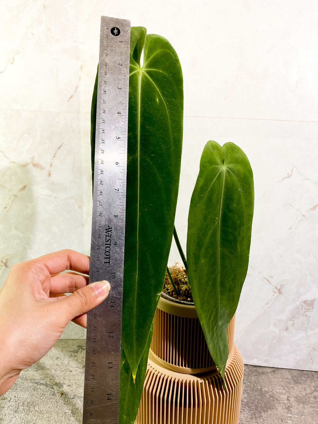 Anthurium Warocqueanum Dark vein narrow form 3 leaves slightly rooted in moss