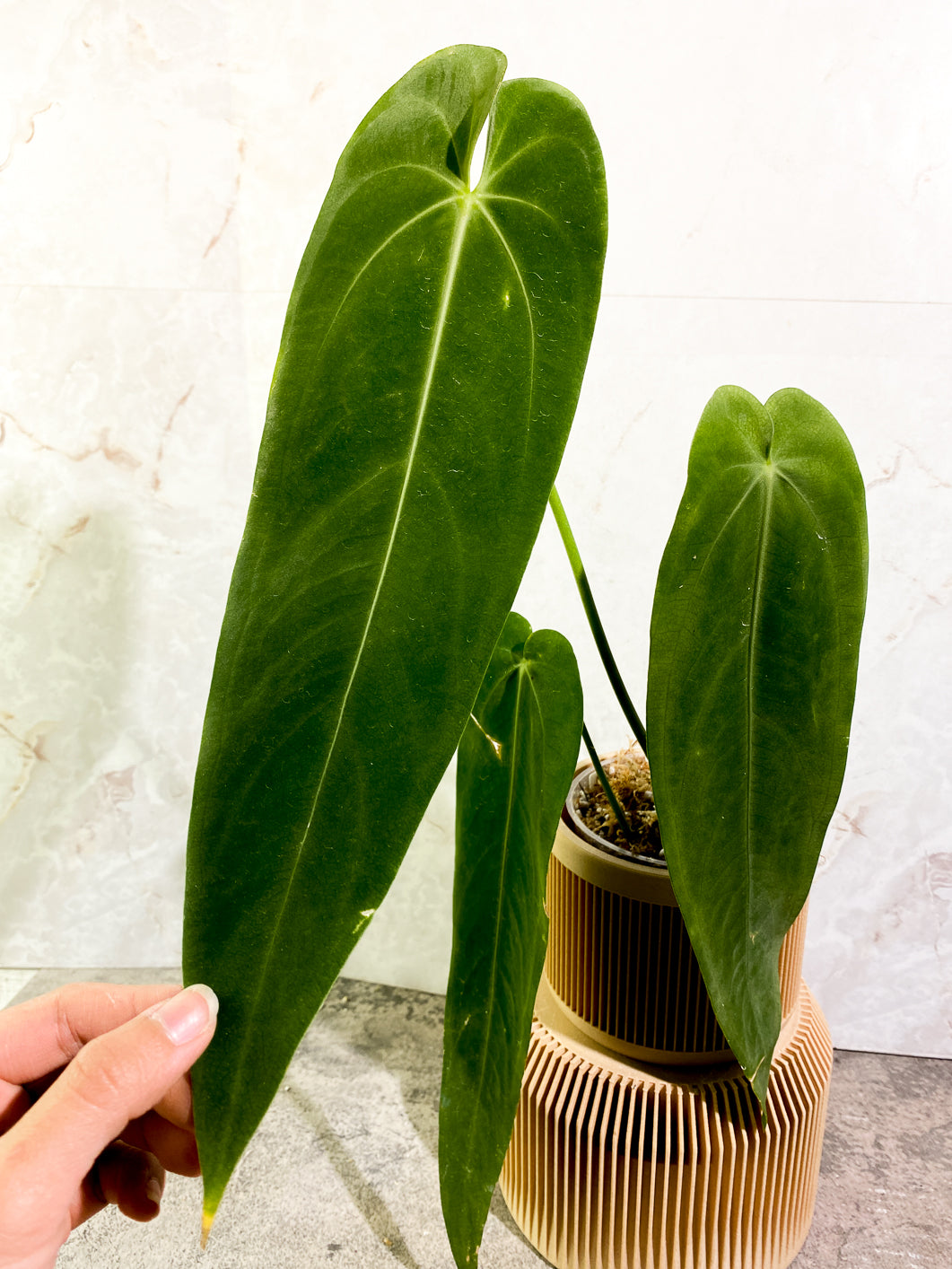 Anthurium Warocqueanum Dark vein narrow form 3 leaves slightly rooted in moss