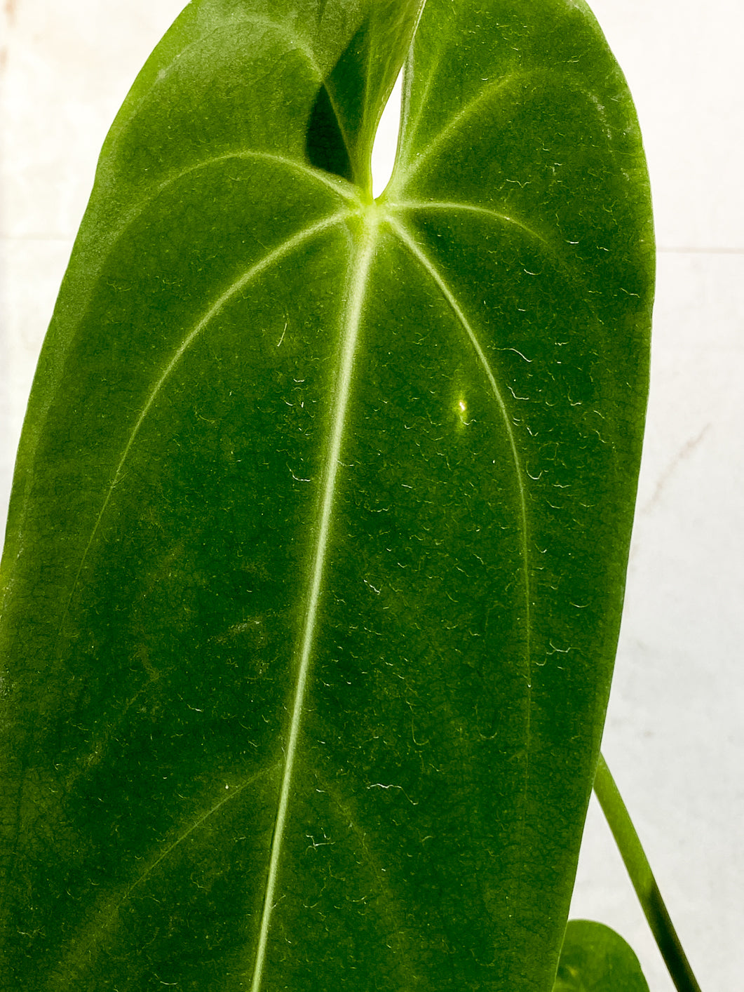 Anthurium Warocqueanum Dark vein narrow form 3 leaves slightly rooted in moss