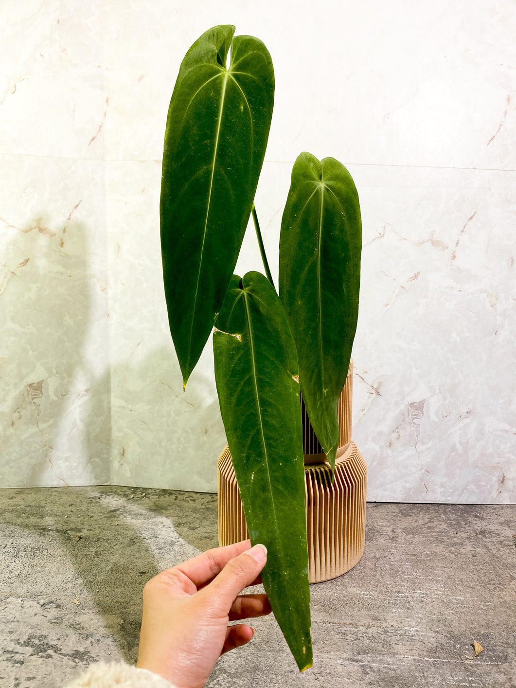 Anthurium Warocqueanum Dark vein narrow form 3 leaves slightly rooted in moss