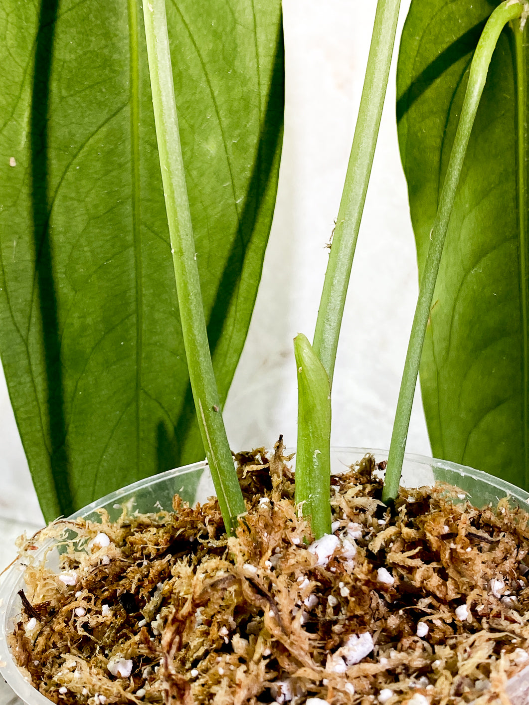 Anthurium Warocqueanum Dark vein narrow form 3 leaves slightly rooted in moss