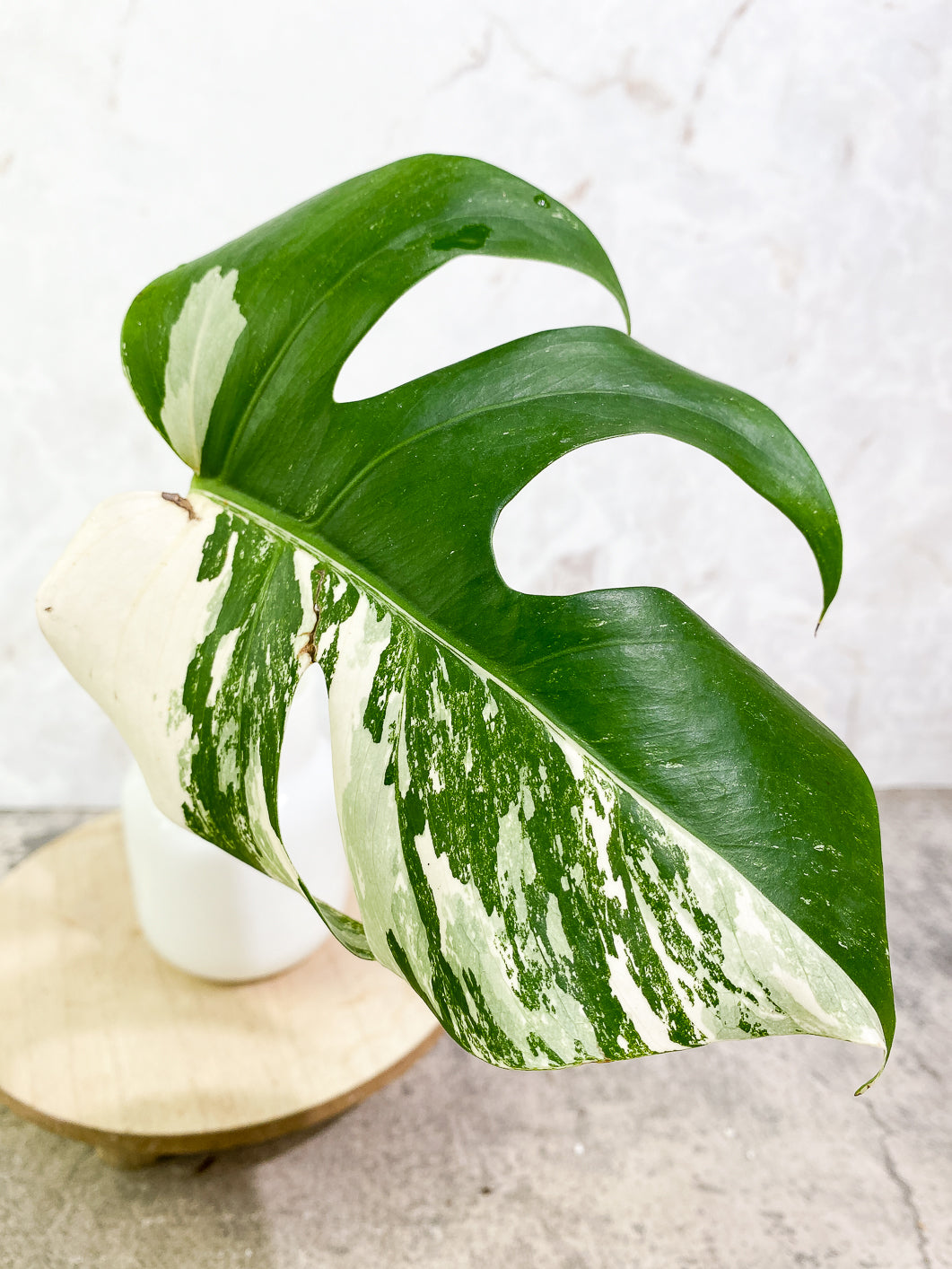 Monstera Albo Variegated 1 leaf rooting