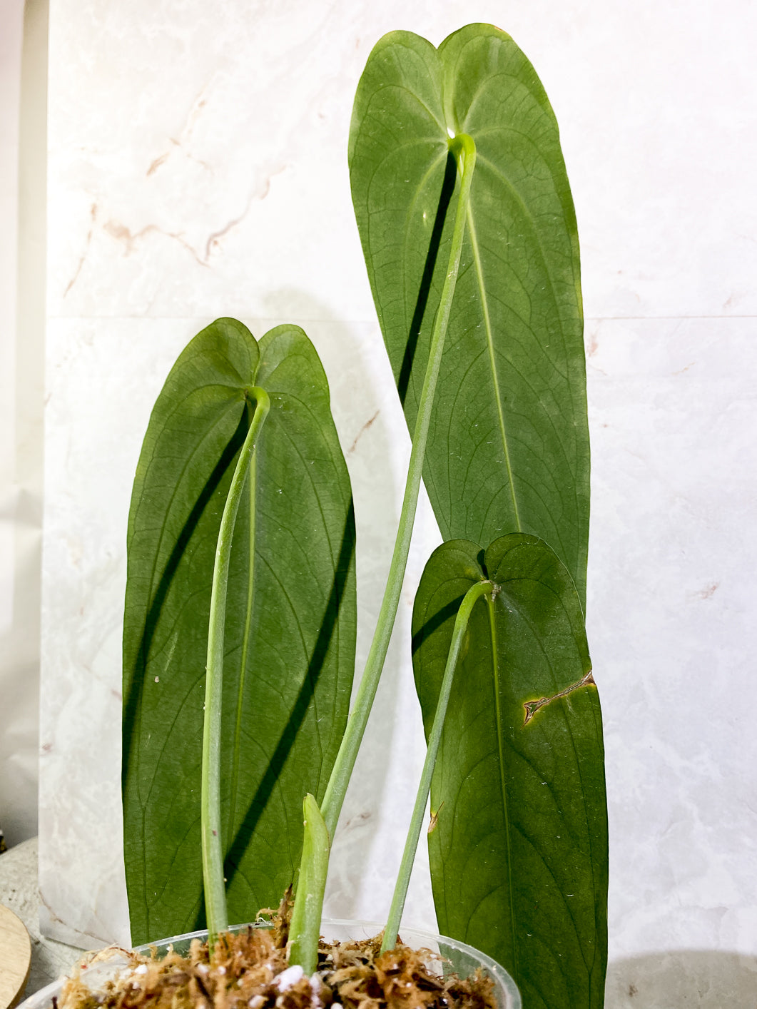 Anthurium Warocqueanum Dark vein narrow form 3 leaves slightly rooted in moss