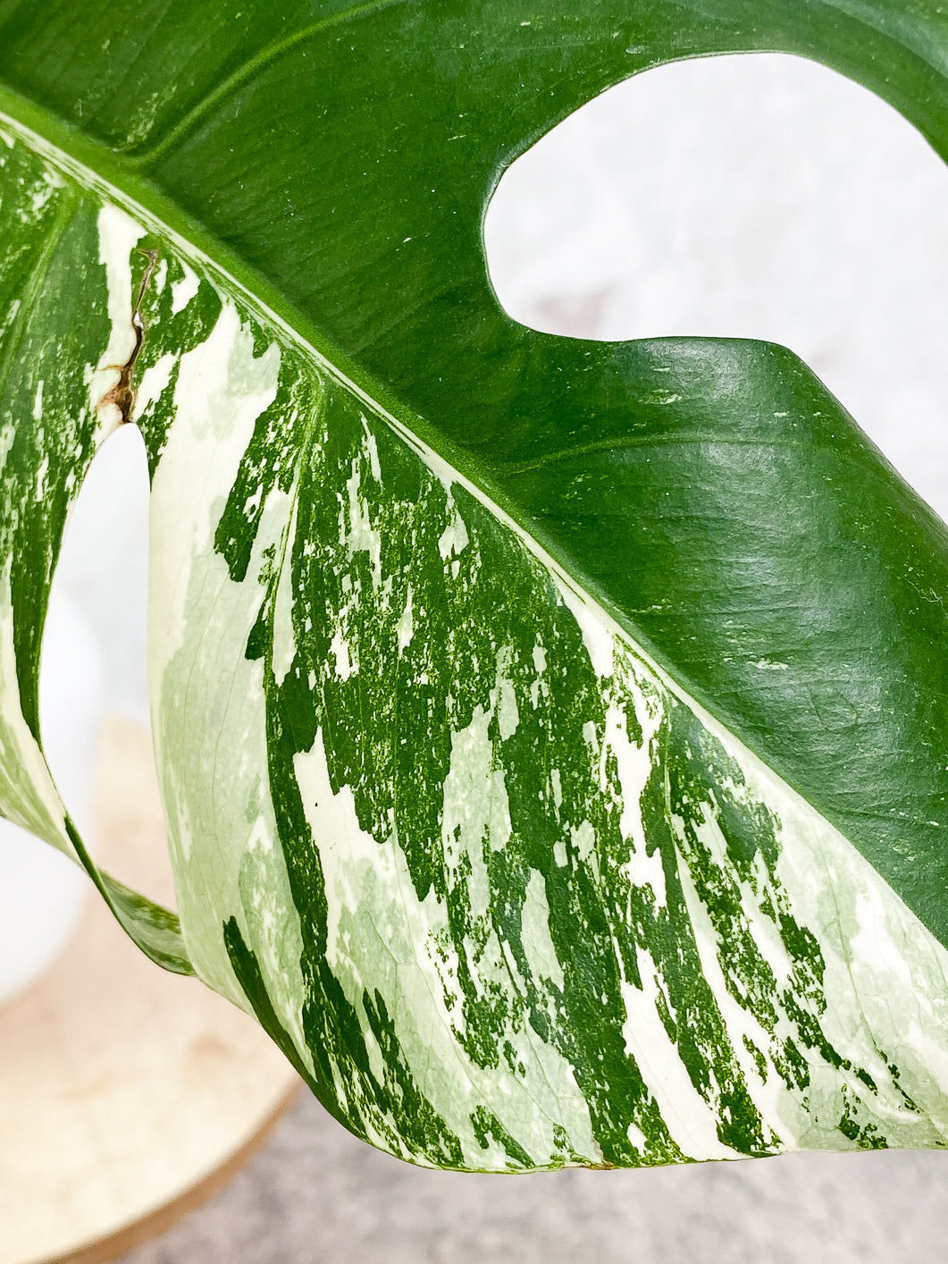 Monstera Albo Variegated 1 leaf rooting