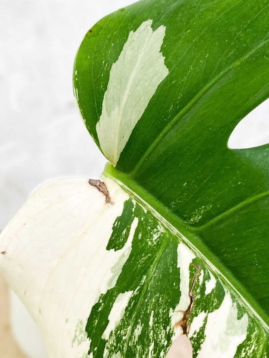Monstera Albo Variegated 1 leaf rooting