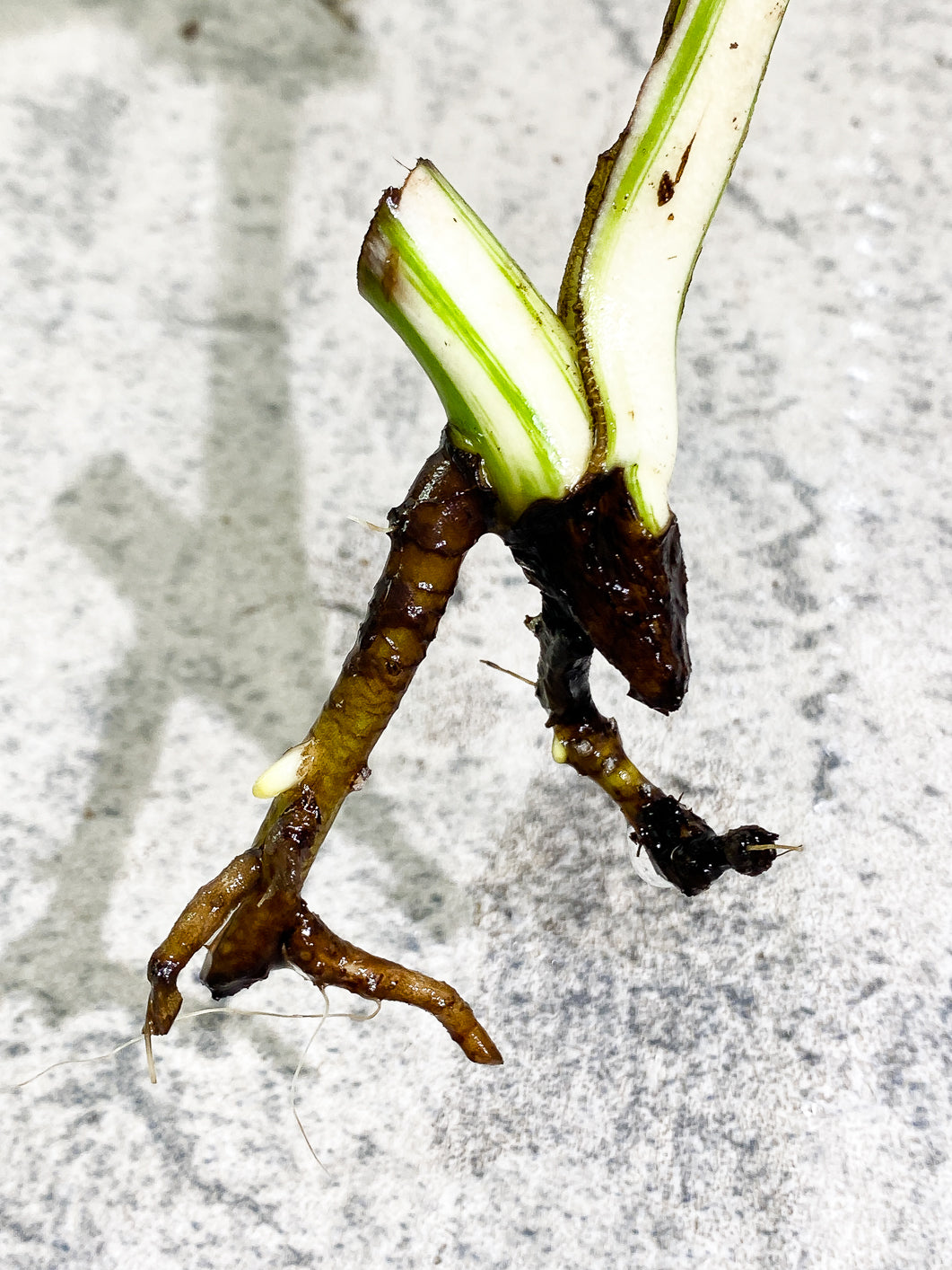 Monstera Albo Variegated 1 leaf rooting