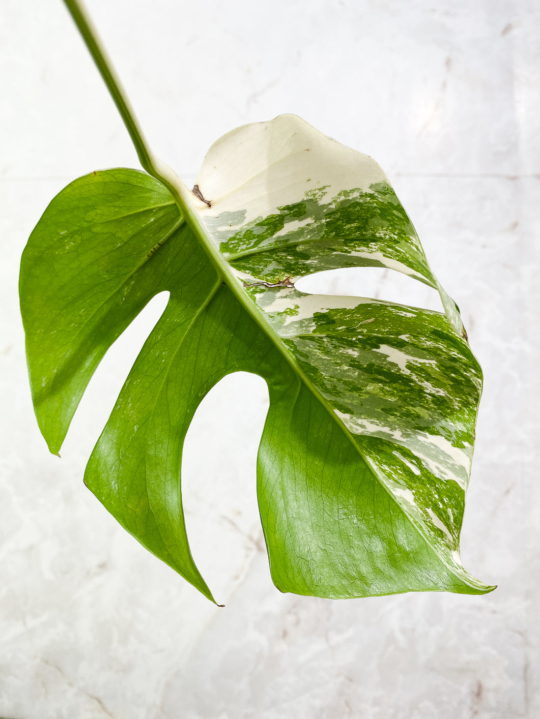 Monstera Albo Variegated 1 leaf rooting