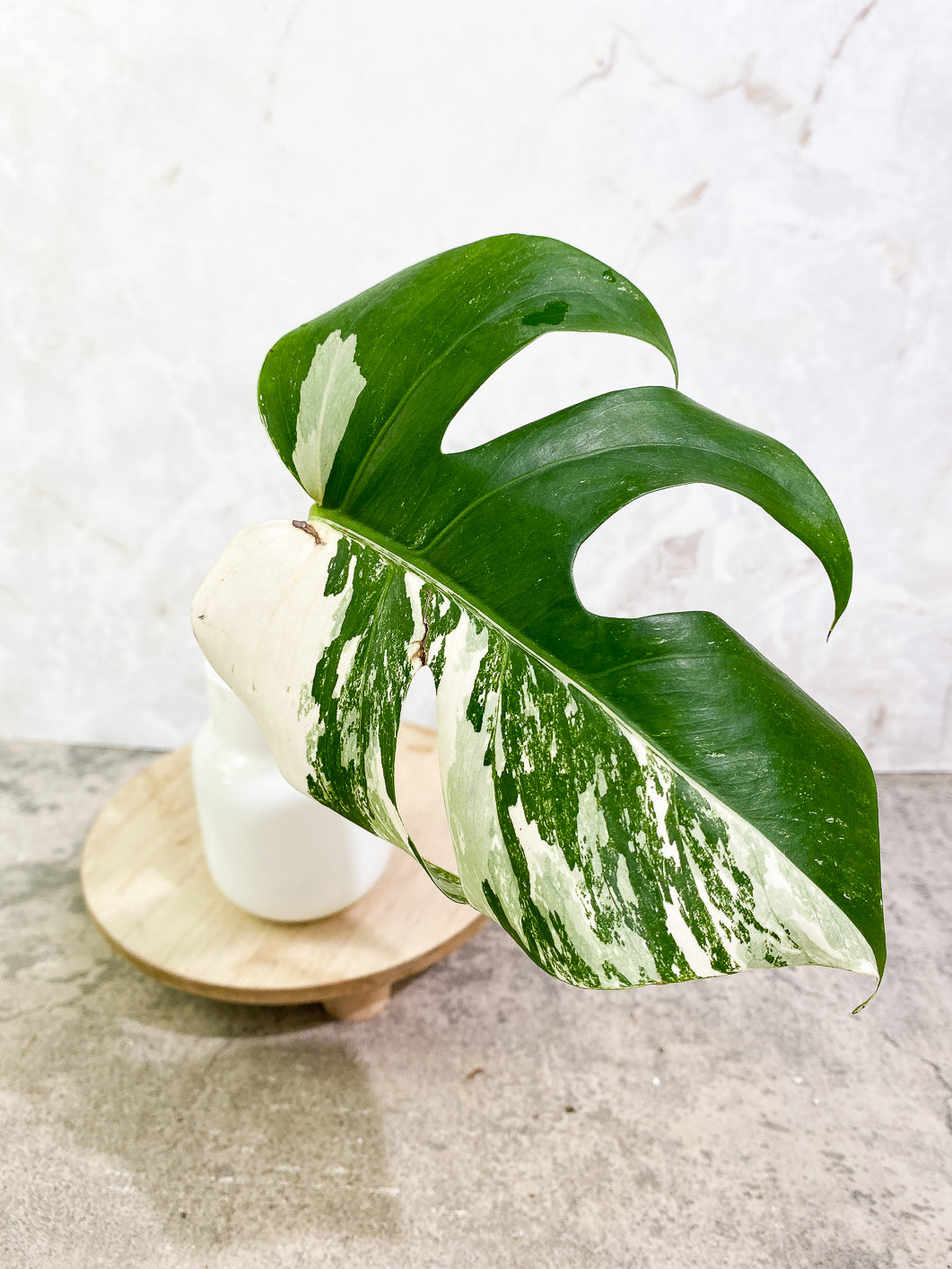 Monstera Albo Variegated 1 leaf rooting