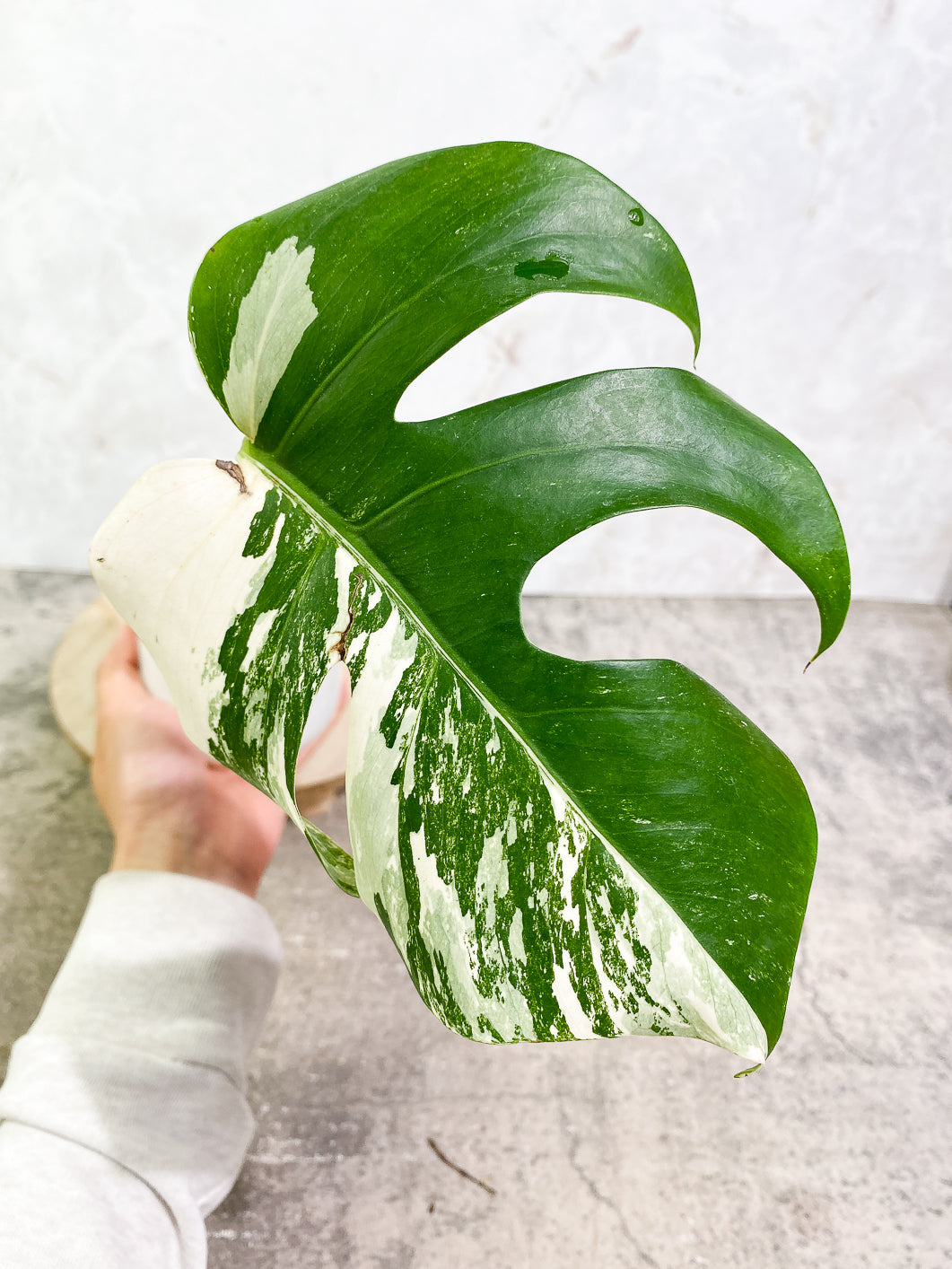 Monstera Albo Variegated 1 leaf rooting