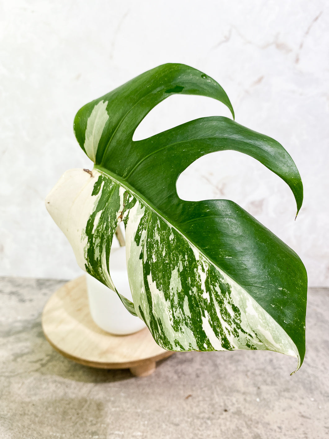 Monstera Albo Variegated 1 leaf rooting
