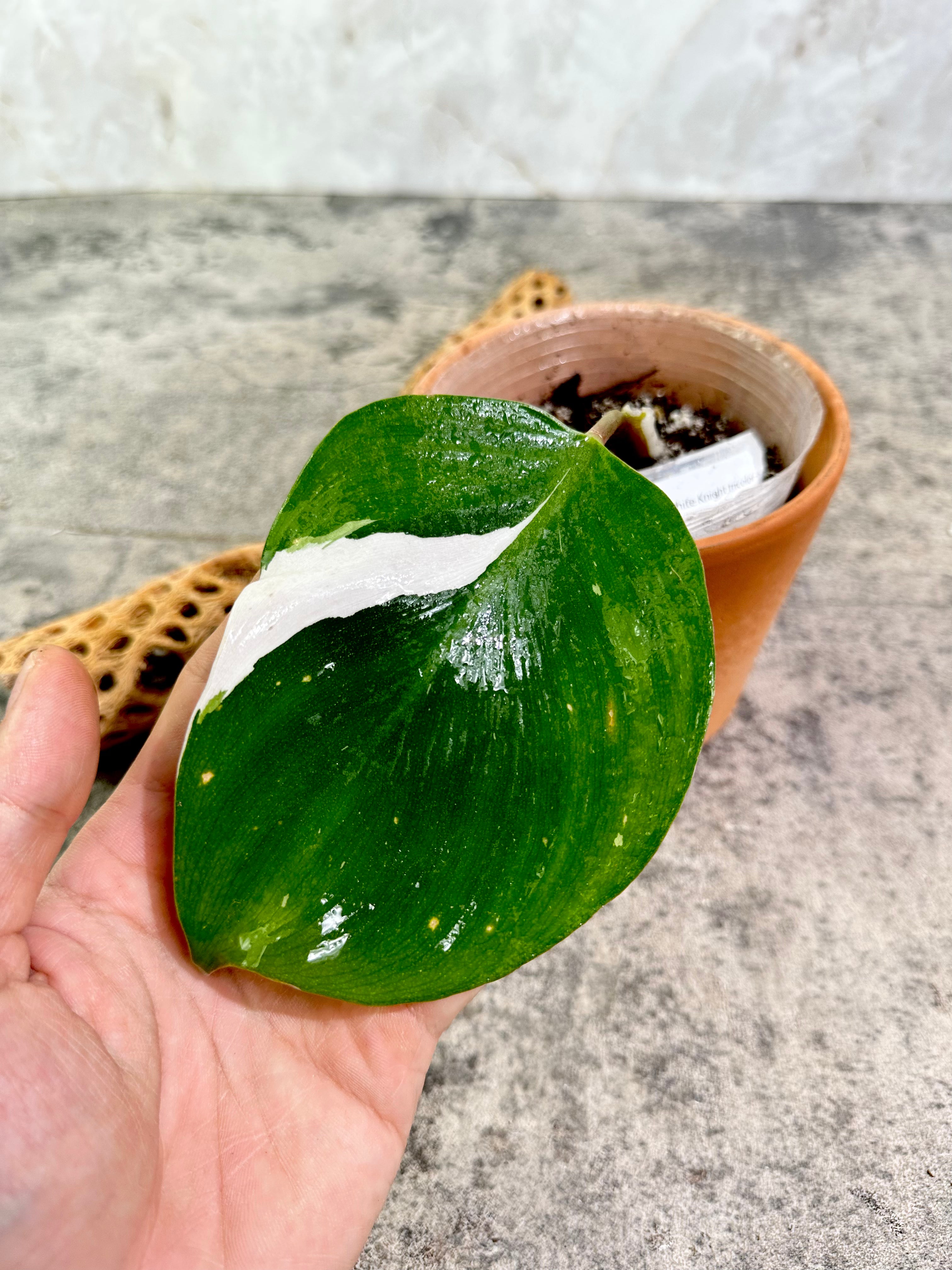 Philodendron white knight tricolor rooted extra node and growing bud 4.5" pot