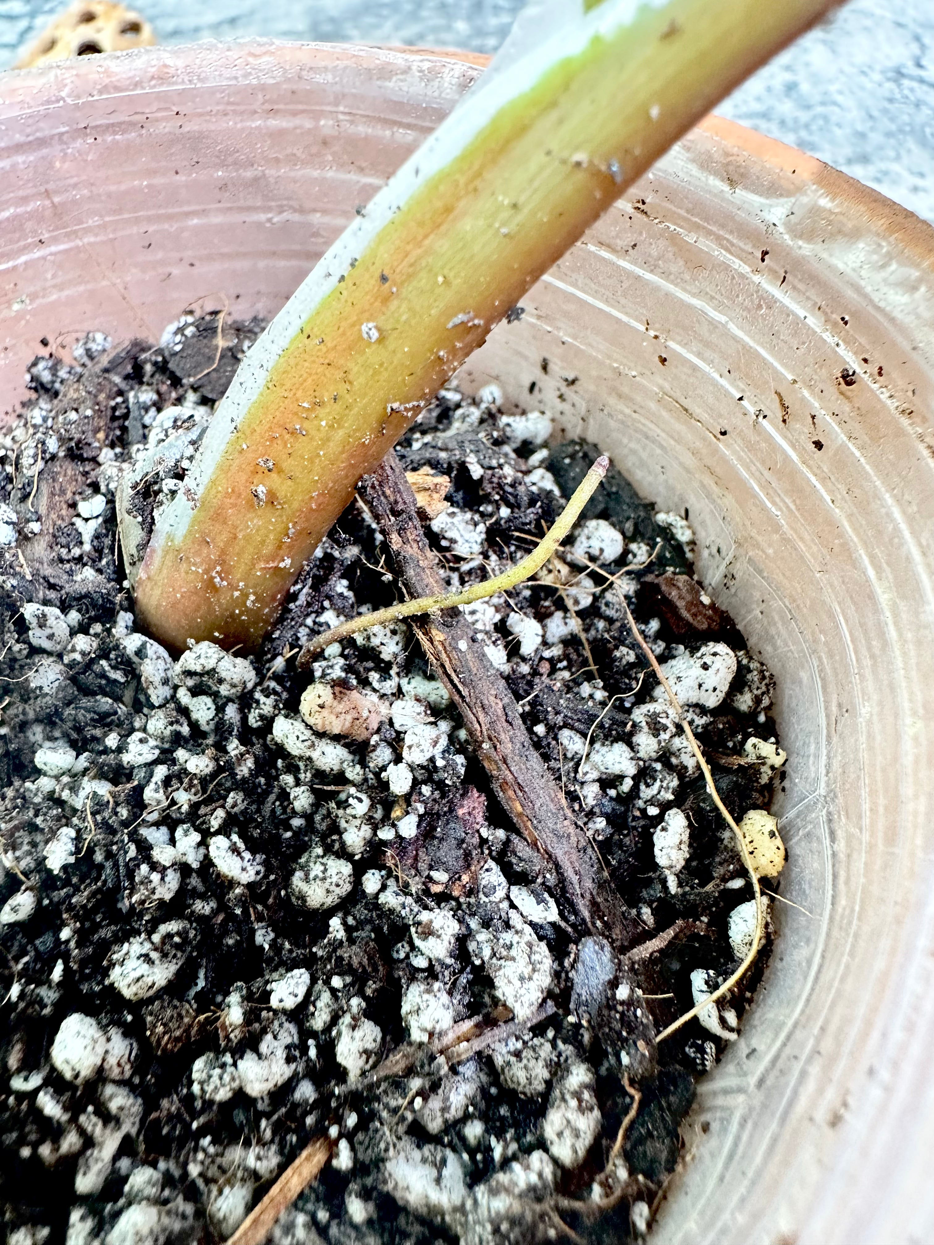 Philodendron white knight tricolor rooted extra node and growing bud 4.5" pot