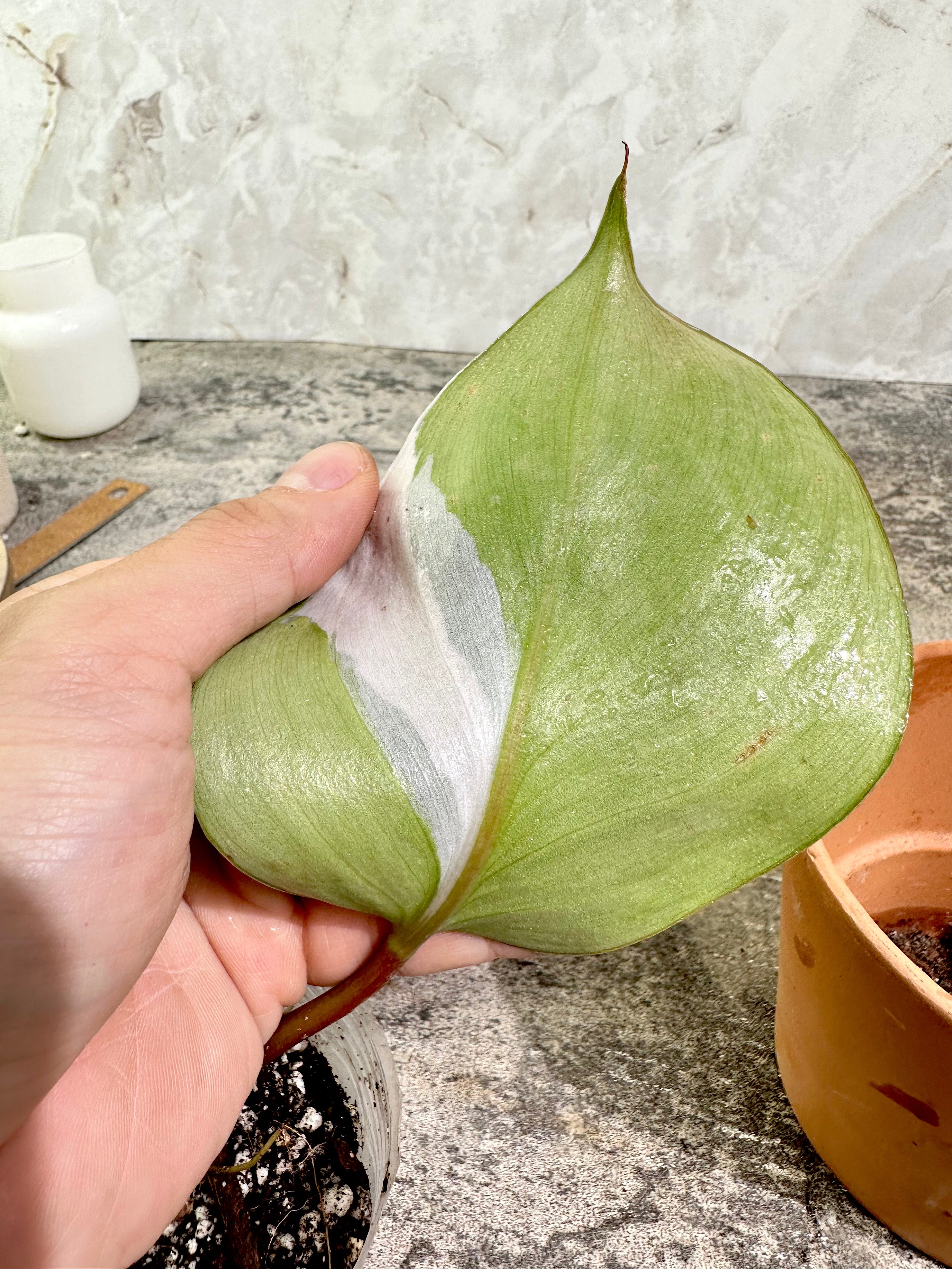 Philodendron white knight tricolor rooted extra node and growing bud 4.5" pot