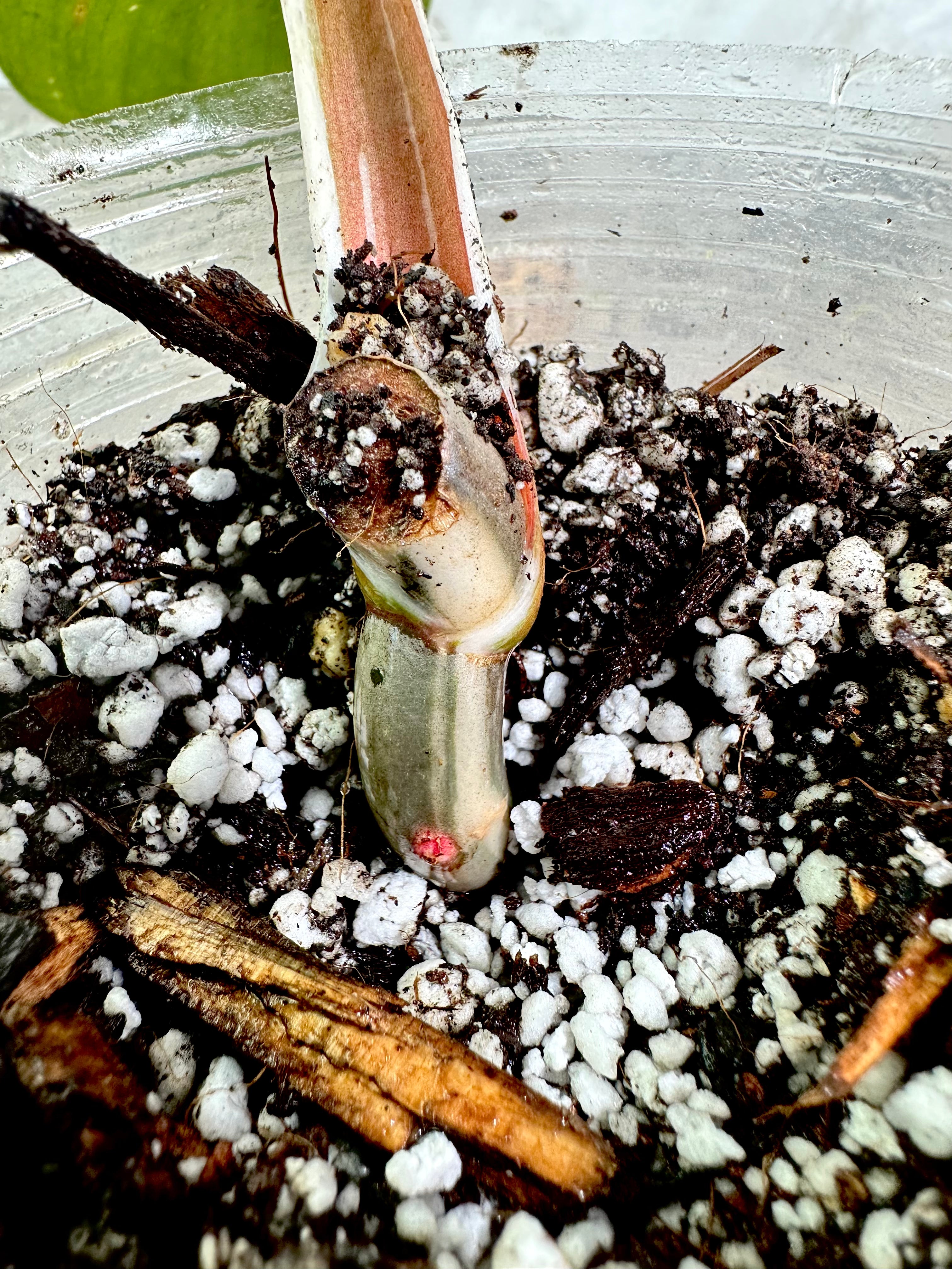 Philodendron white knight tricolor rooted extra node and growing bud 4.5" pot