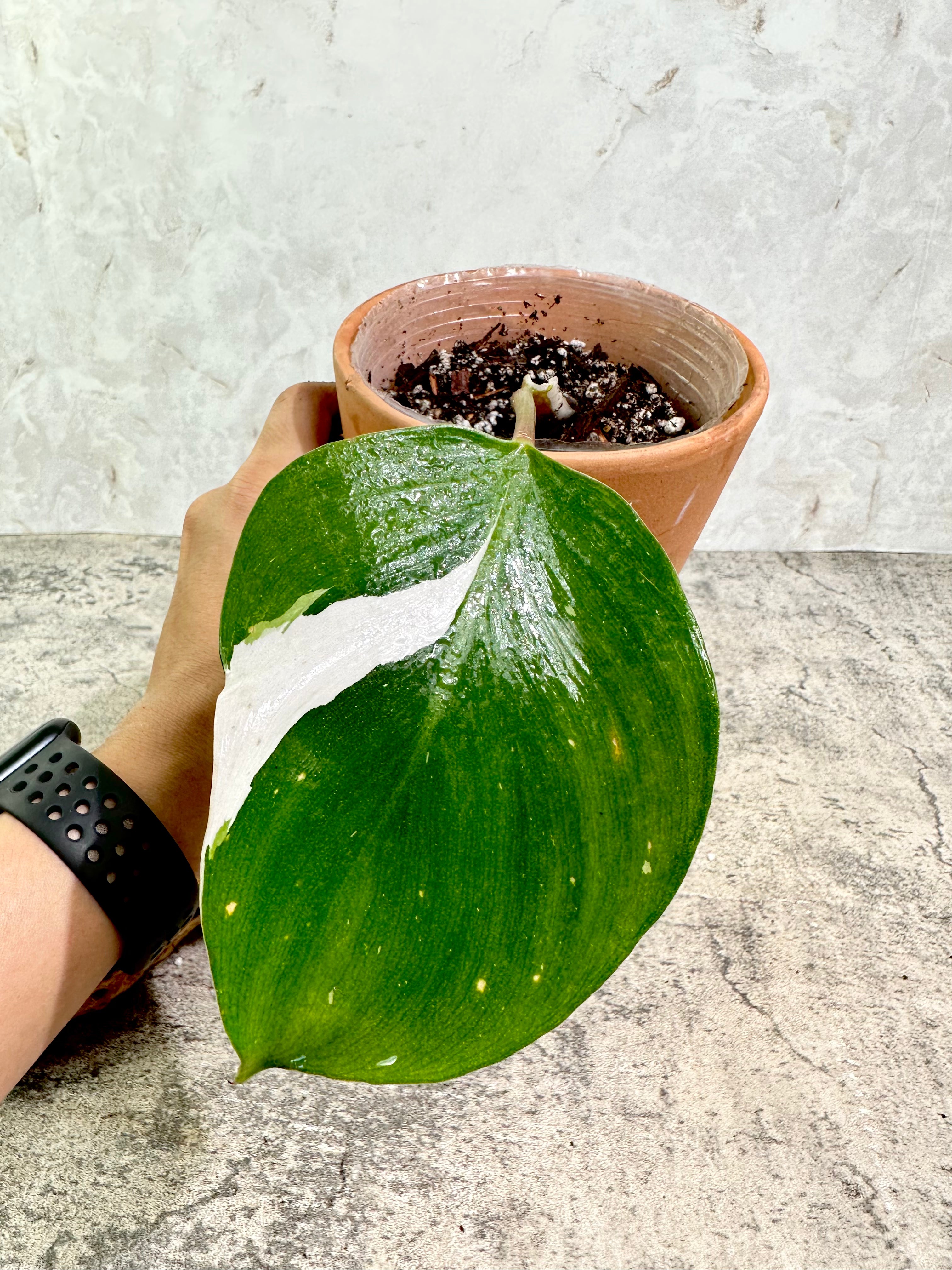 Philodendron white knight tricolor rooted extra node and growing bud 4.5" pot