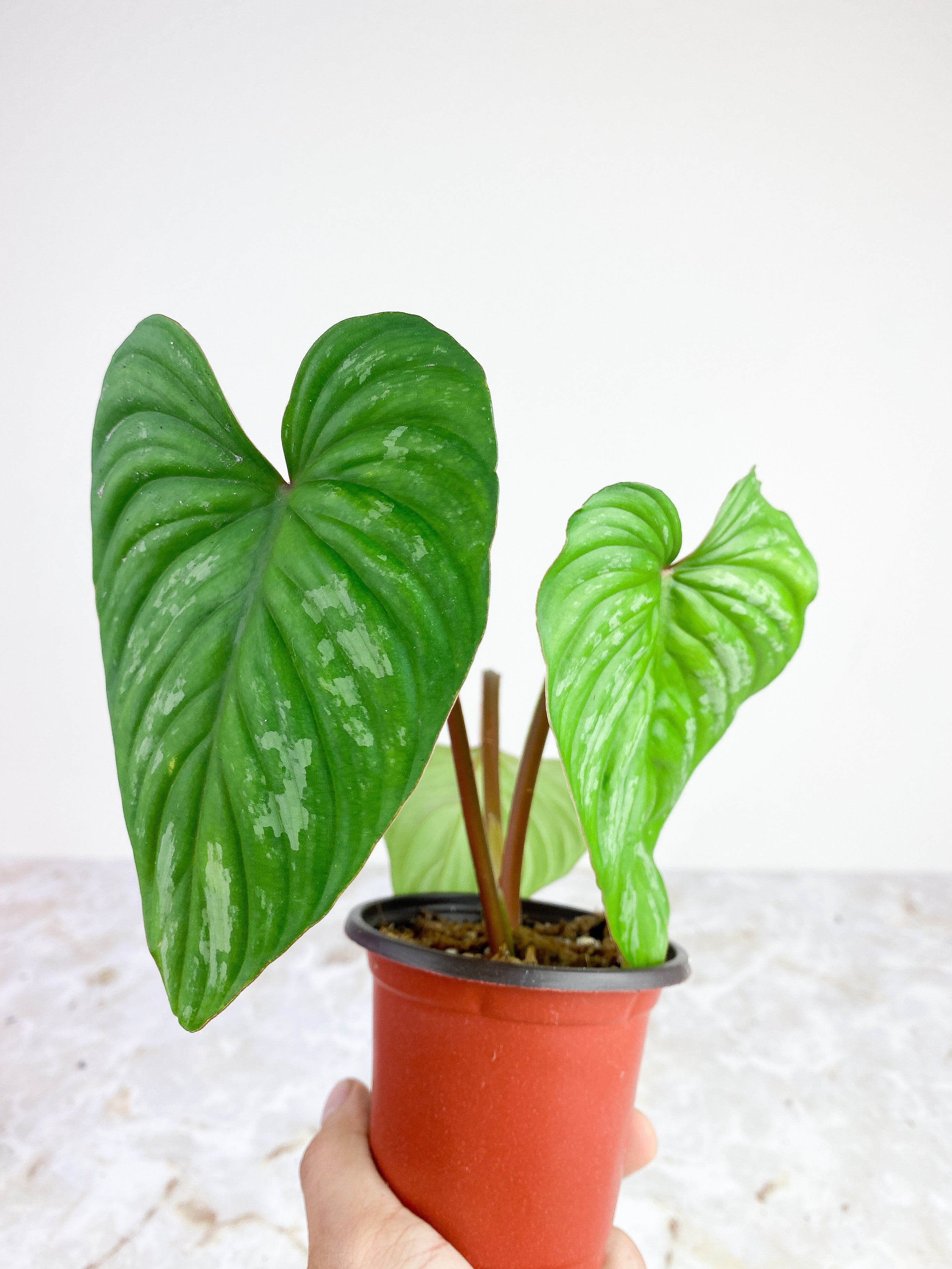 Private sale Philodendron Mamei silver cloud rooted 3 leaves and 1 spout. $65
