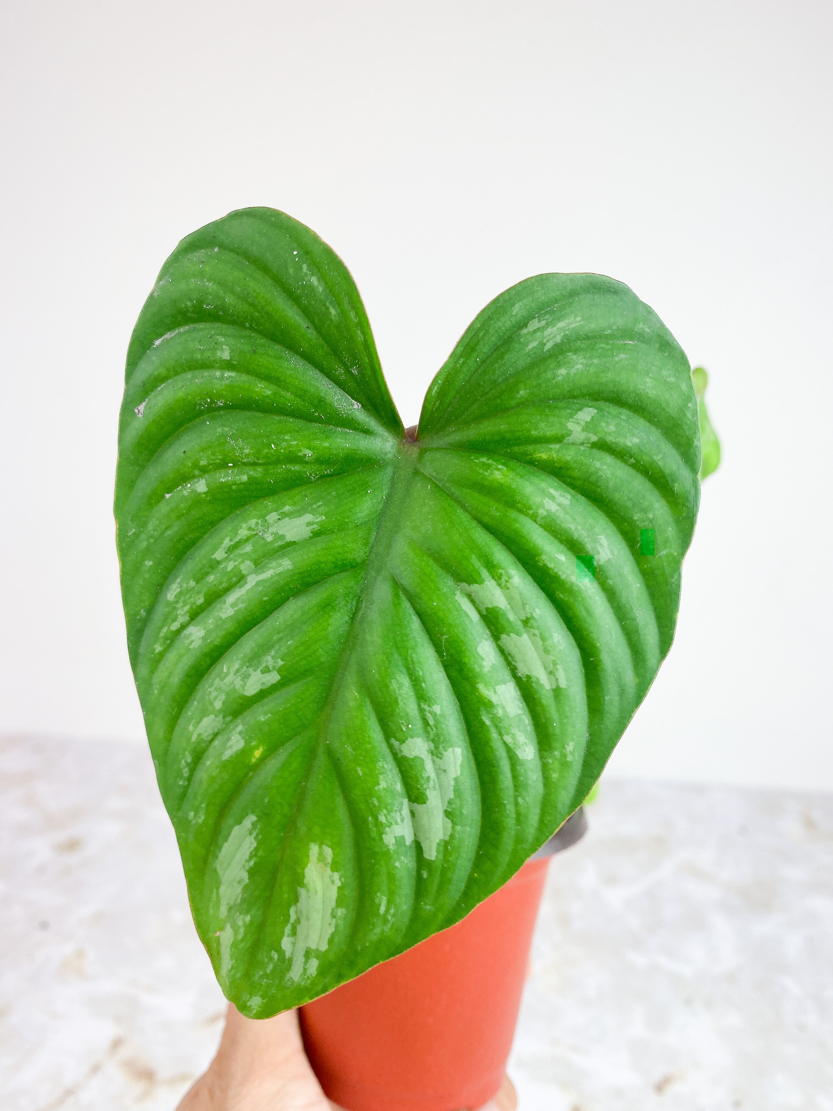 Private sale Philodendron Mamei silver cloud rooted 3 leaves and 1 spout. $65