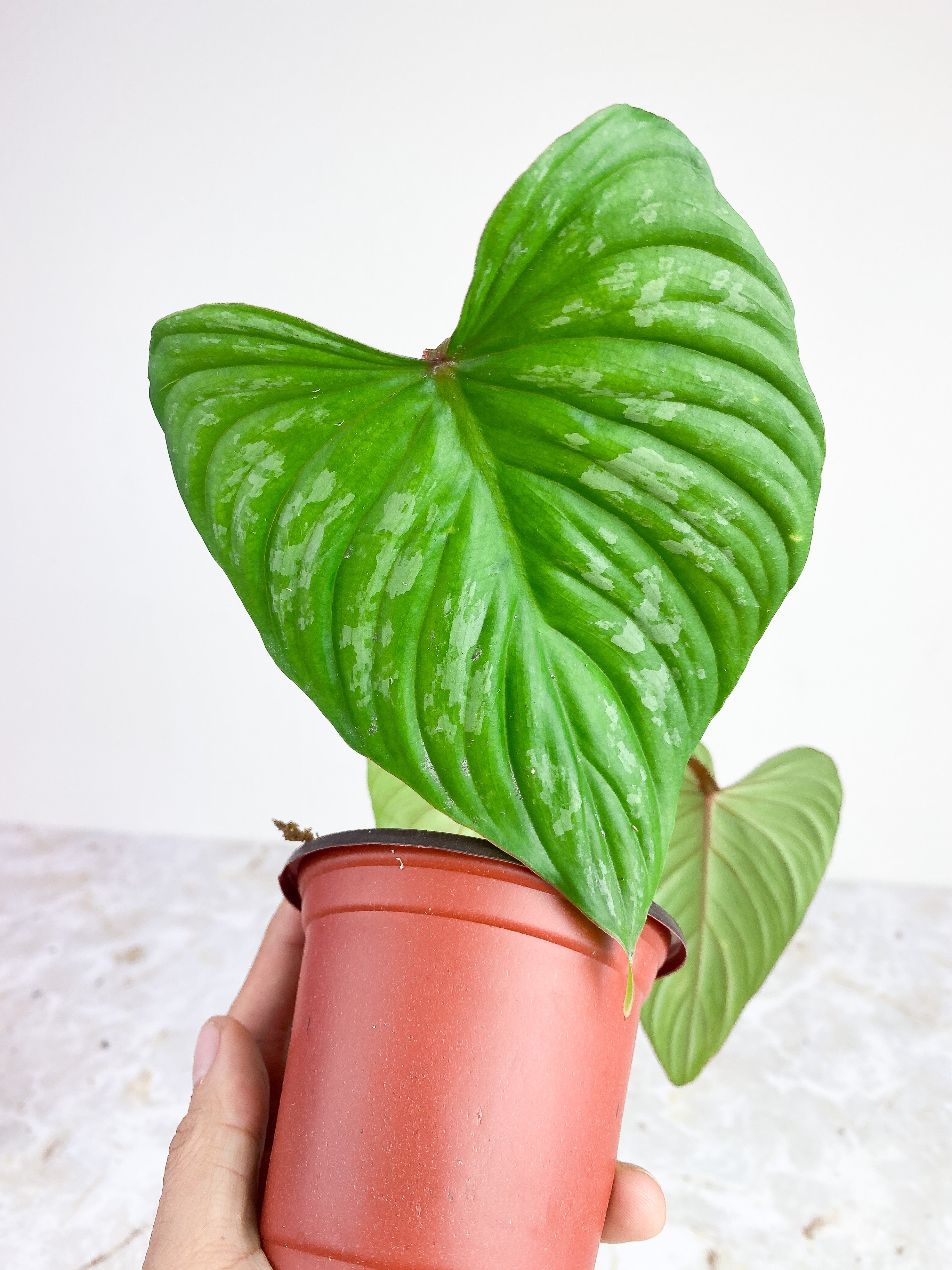 Private sale Philodendron Mamei silver cloud rooted 3 leaves and 1 spout. $65