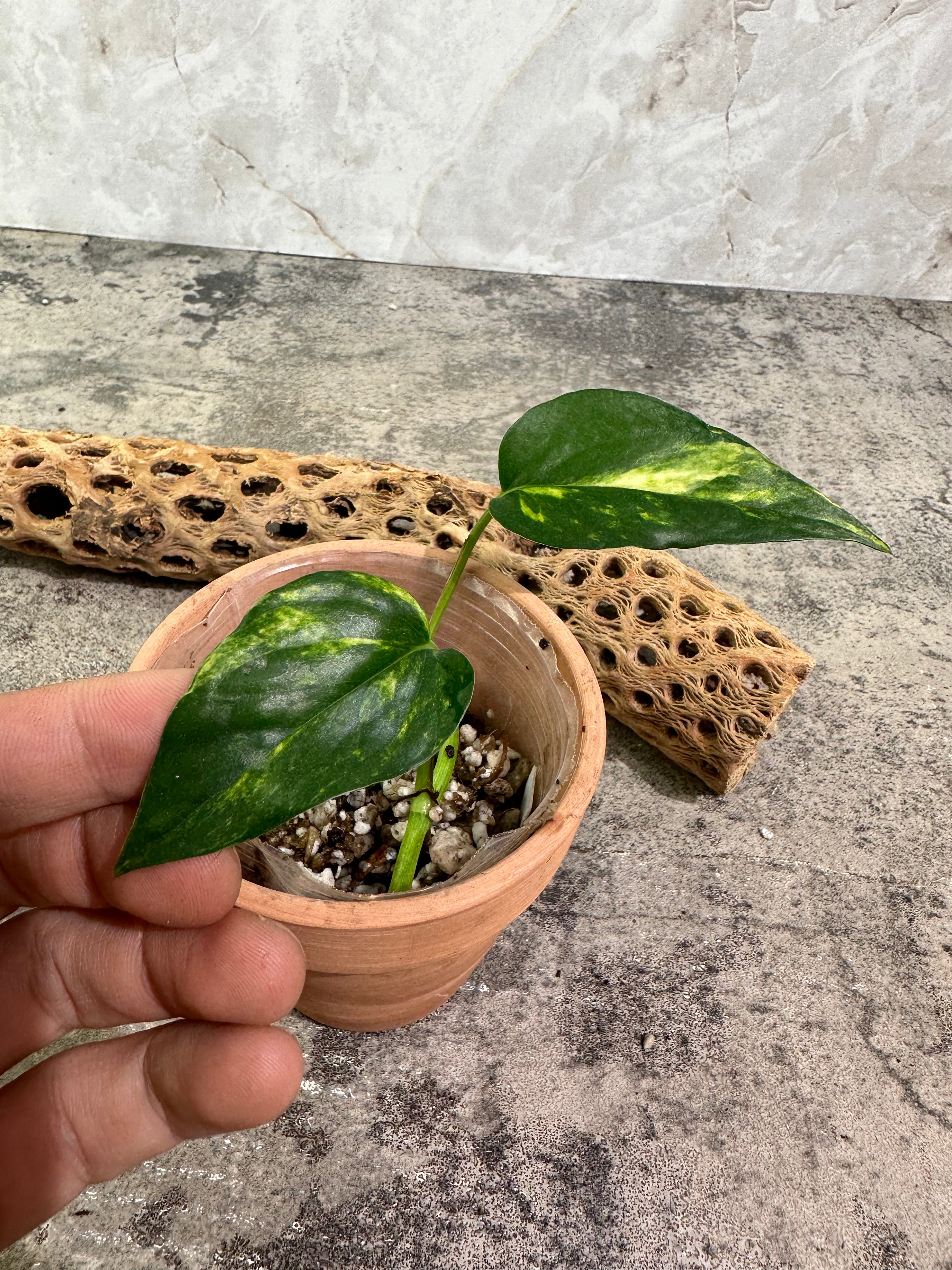 Epipremnum Golden Flame rooting 2 leaves