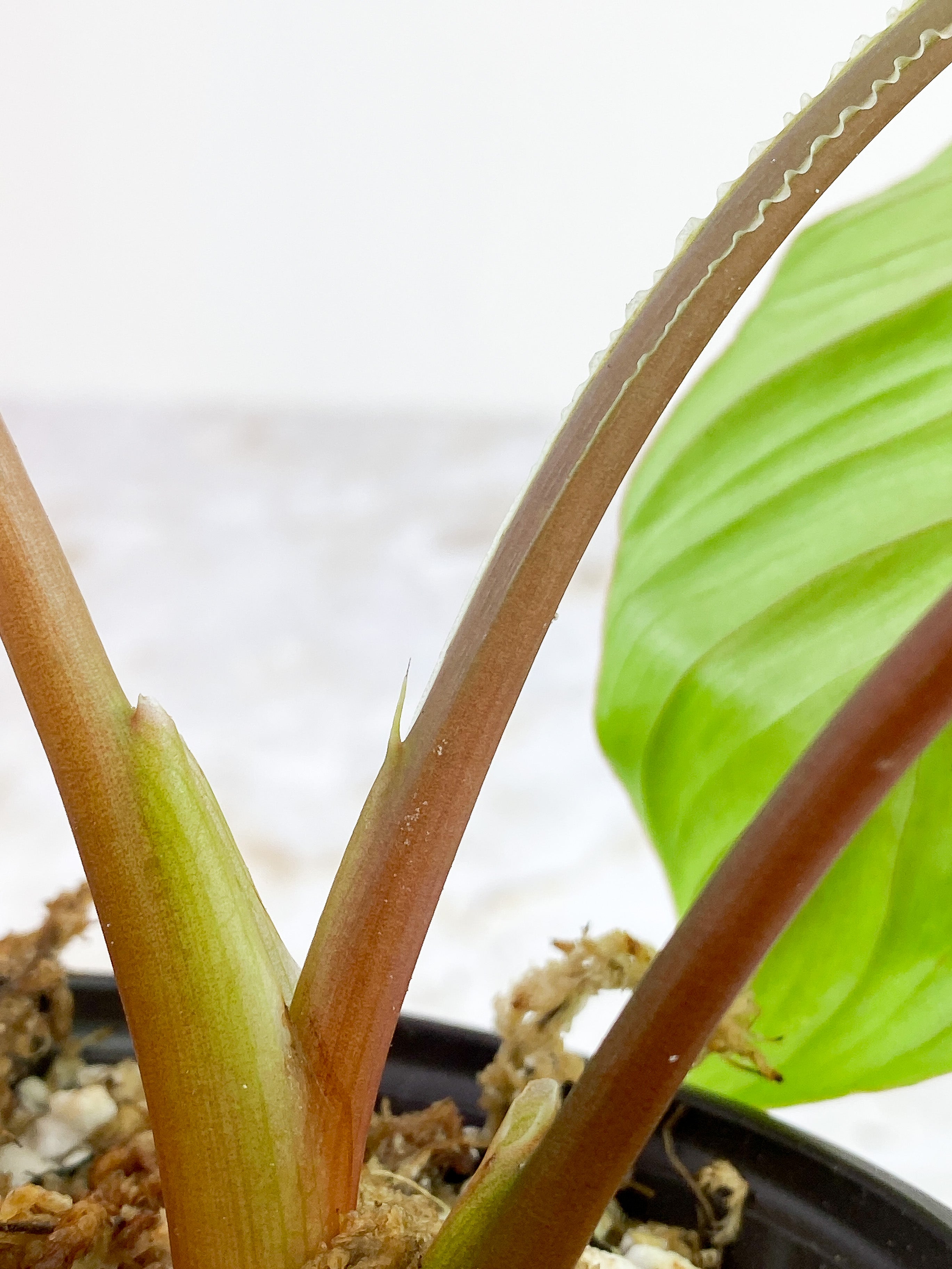 Private sale Philodendron Mamei silver cloud rooted 3 leaves and 1 spout. $65