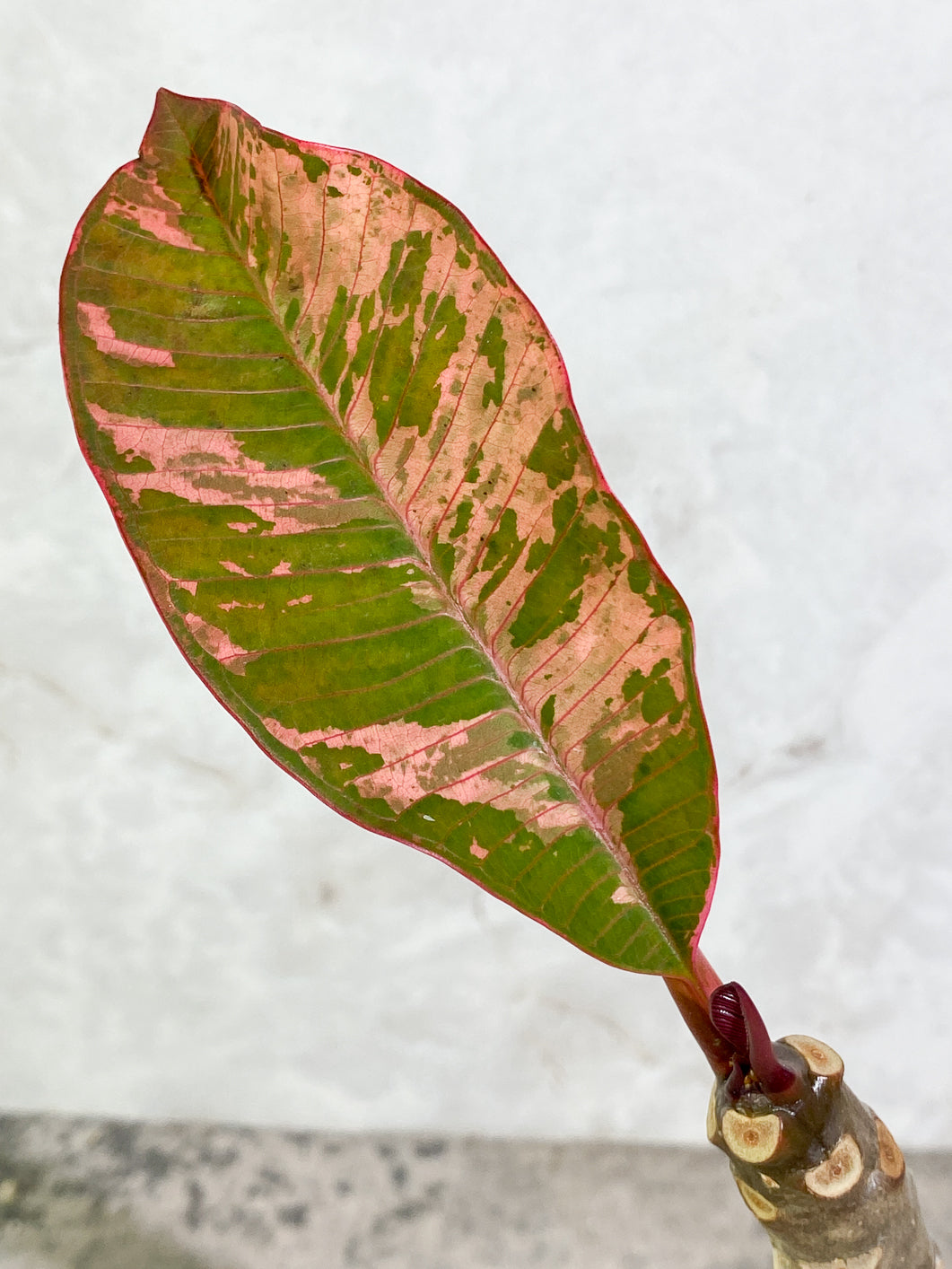 Growers Choice: Plumeria Maya Variegated 2 leaves slightly rooted in soil