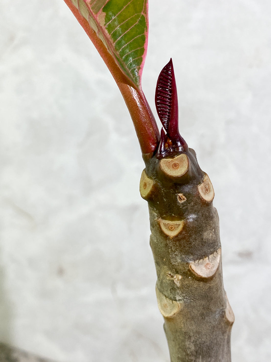 Growers Choice: Plumeria Maya Variegated 2 leaves slightly rooted in soil