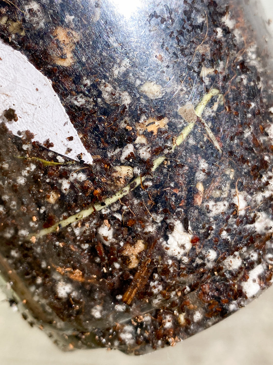 Growers Choice: Plumeria Maya Variegated 2 leaves slightly rooted in soil