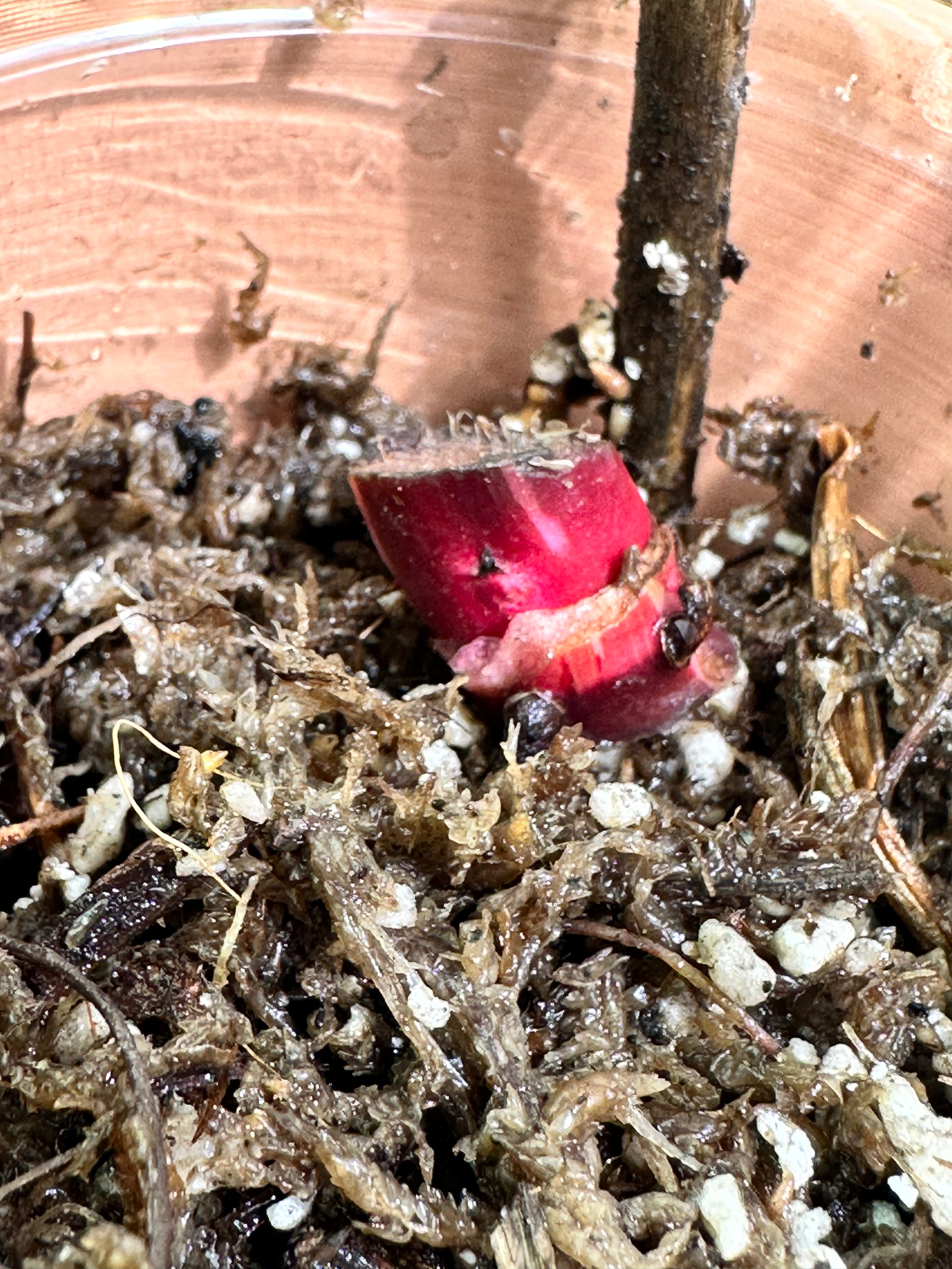 Philodendron red Anderson rooting node
