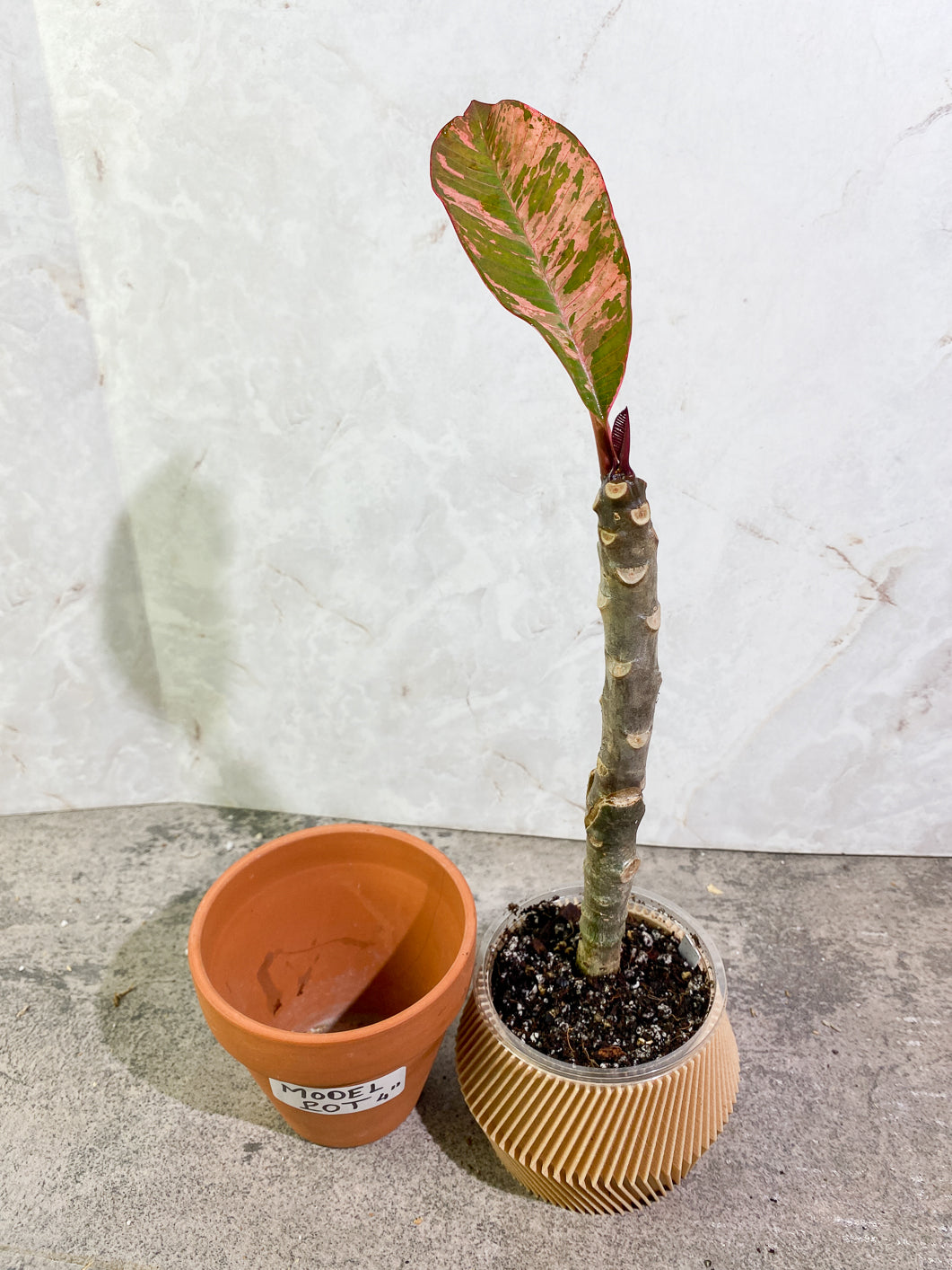Growers Choice: Plumeria Maya Variegated 2 leaves slightly rooted in soil