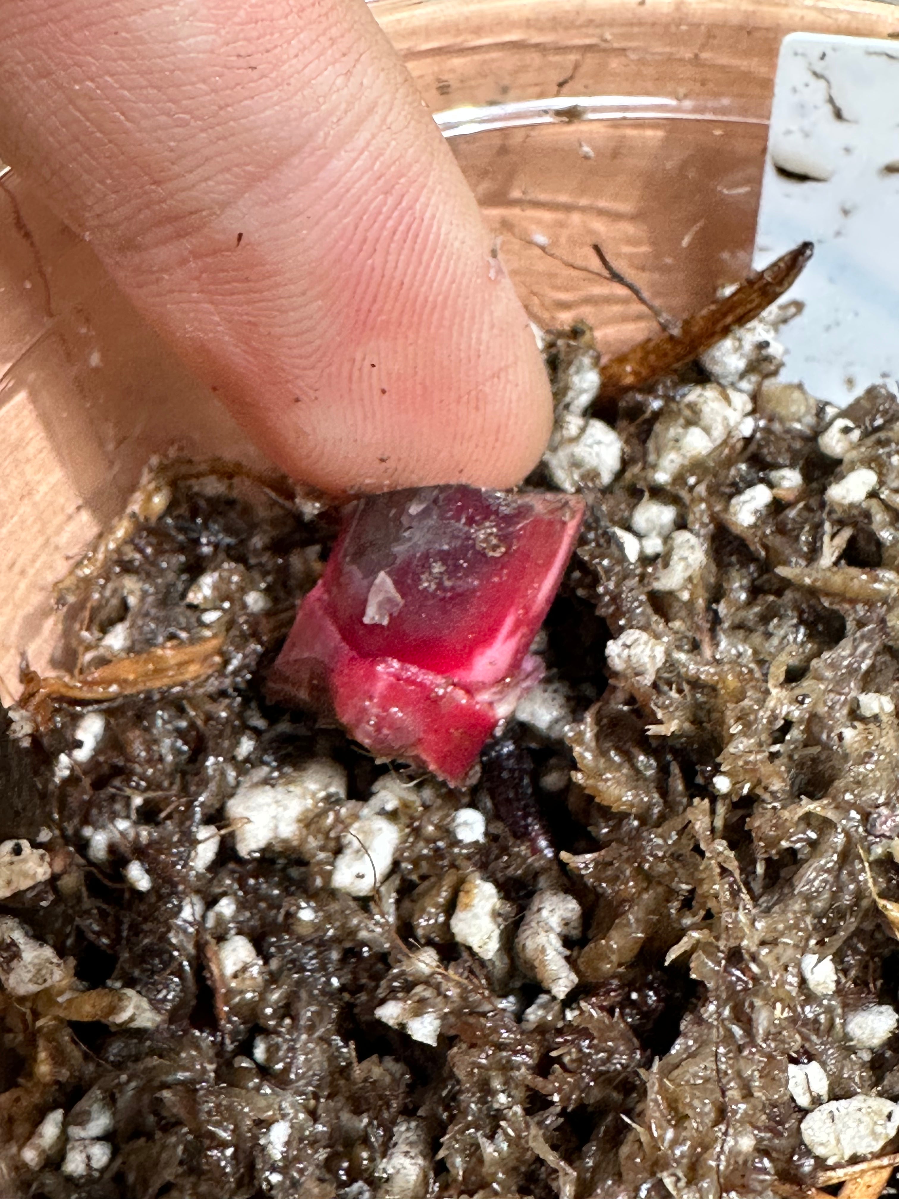 Philodendron red Anderson rooting node