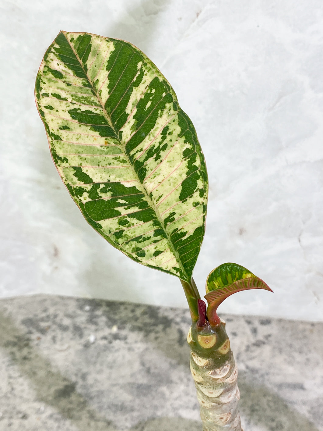Growers Choice: Plumeria Maya Variegated 2 leaves slightly rooted in soil