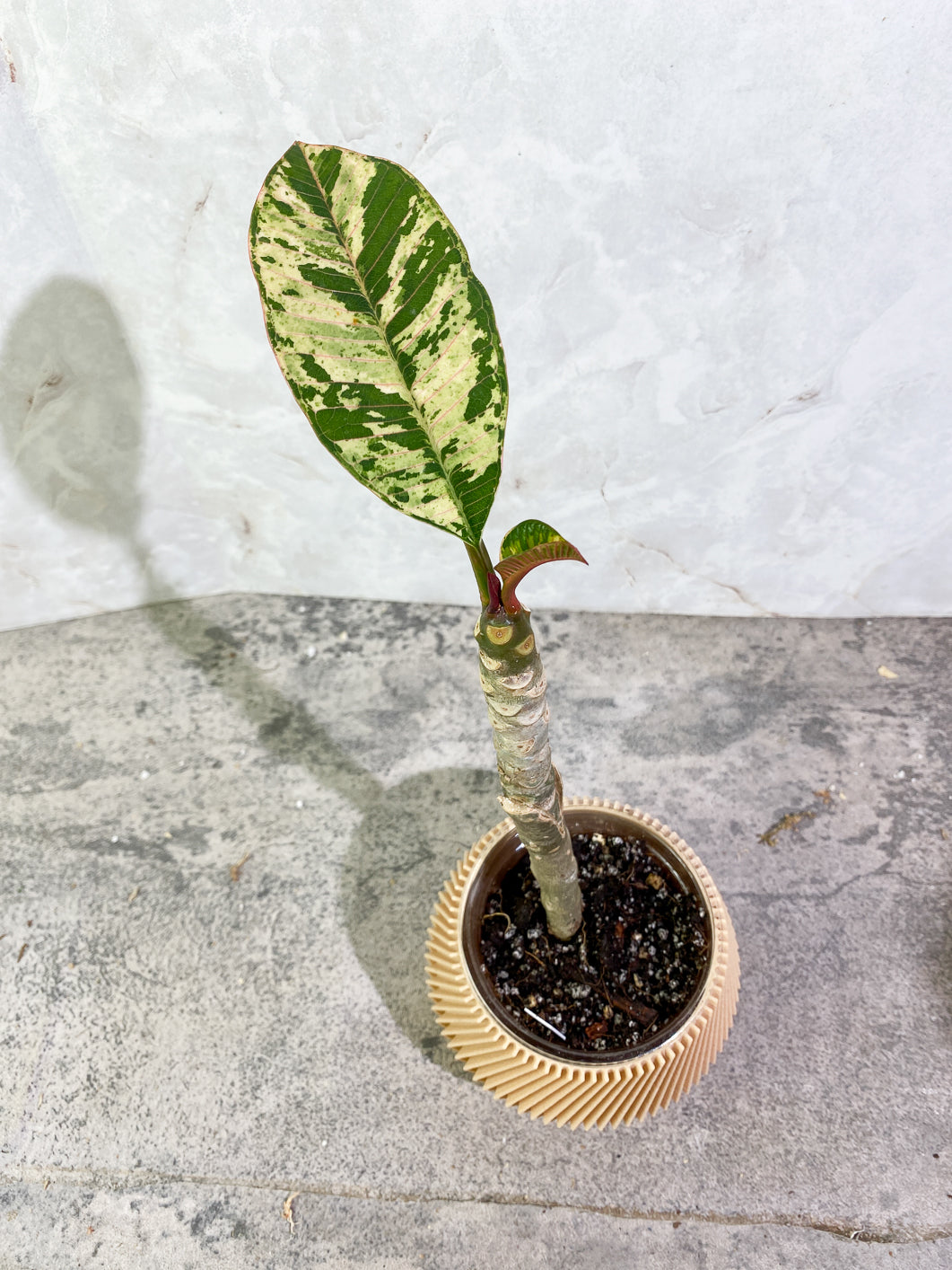 Growers Choice: Plumeria Maya Variegated 2 leaves slightly rooted in soil