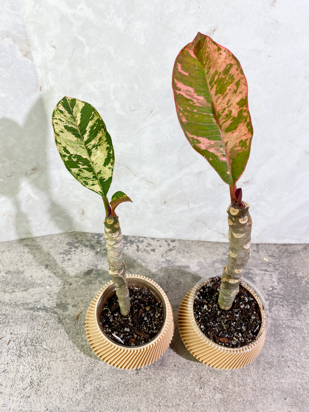 Growers Choice: Plumeria Maya Variegated 2 leaves slightly rooted in soil