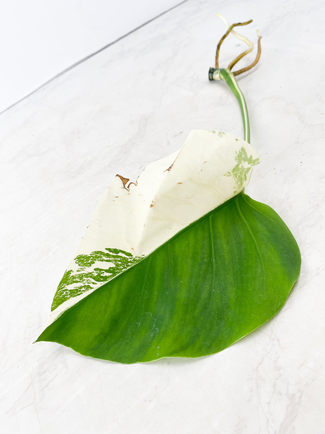 Monstera albo white tiger 1 leaf Half Moon