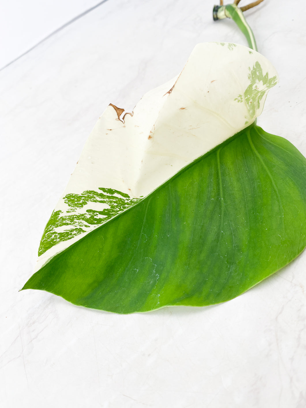 Monstera albo white tiger 1 leaf Half Moon