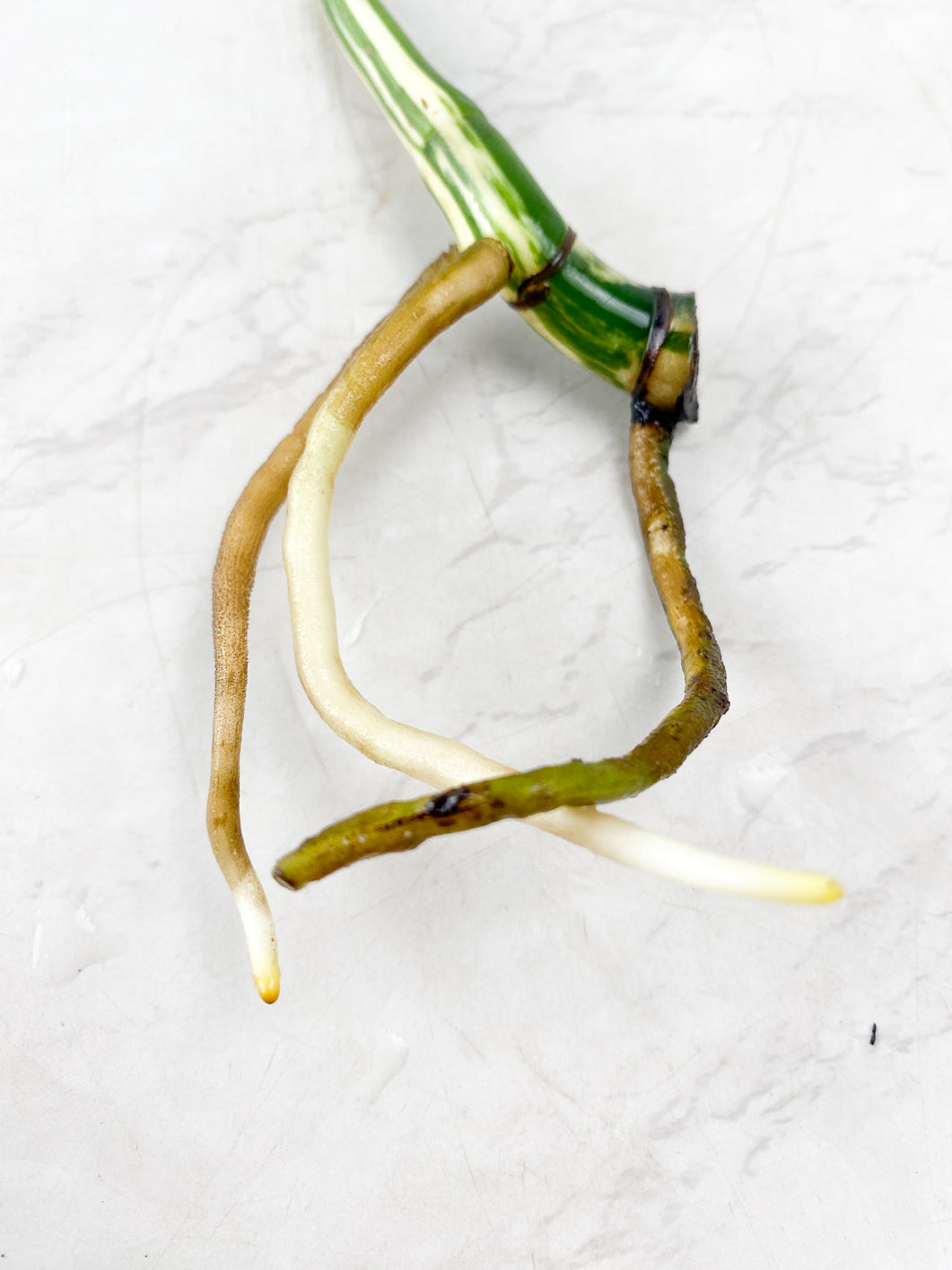 Monstera albo white tiger 1 leaf Half Moon