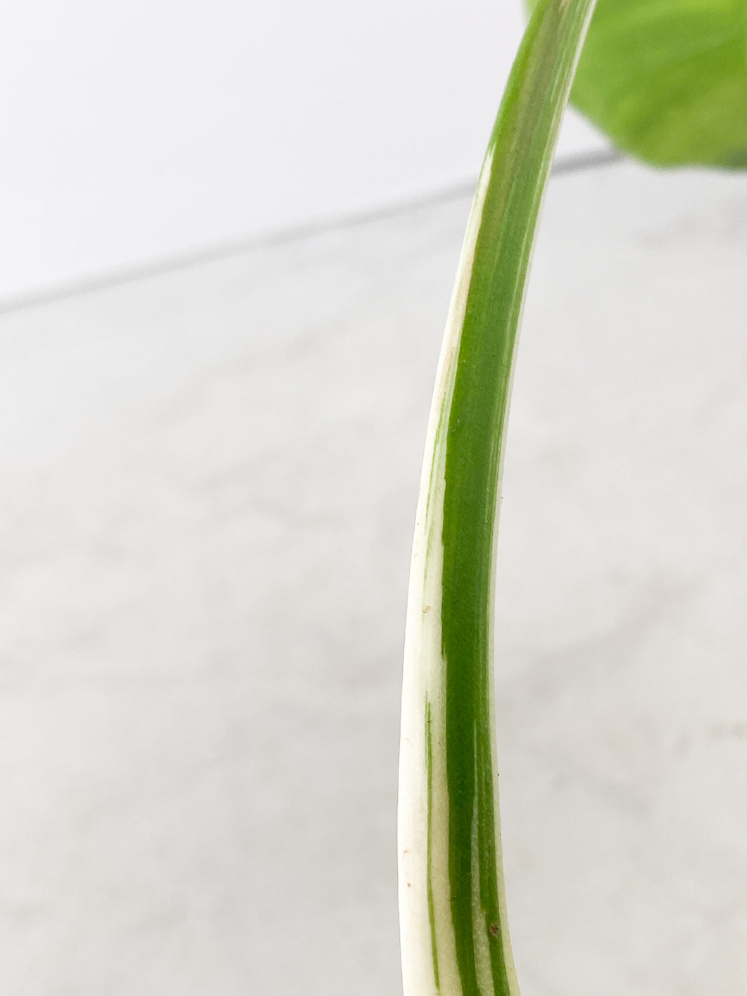 Monstera albo white tiger 1 leaf Half Moon