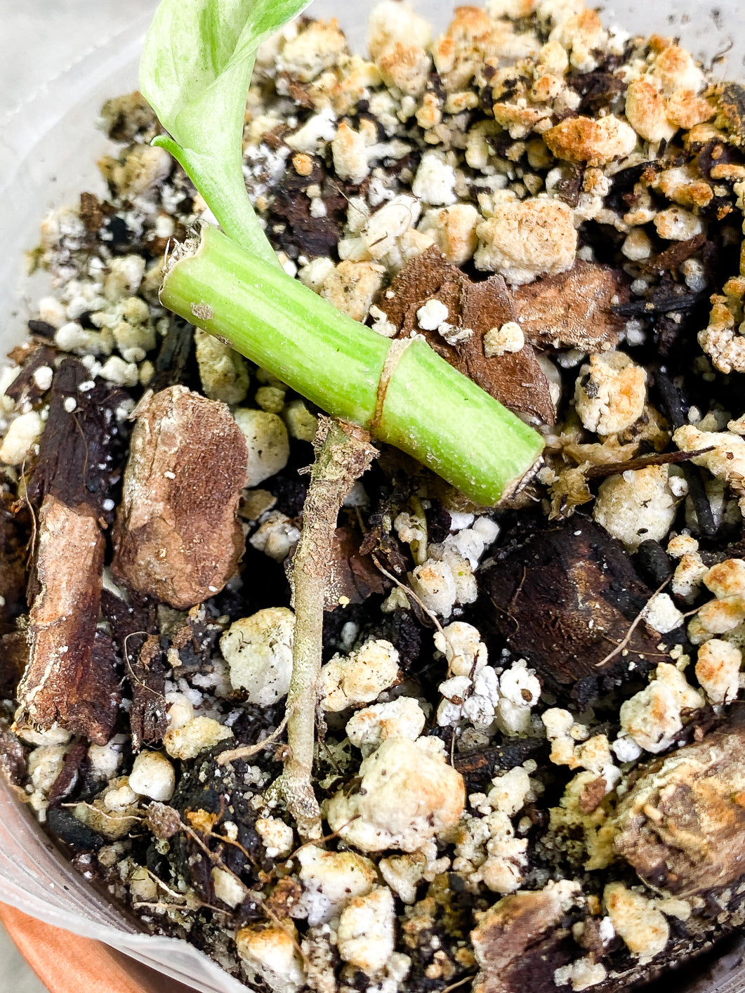 Monstera Adansonii Mint 1 leaf rooted