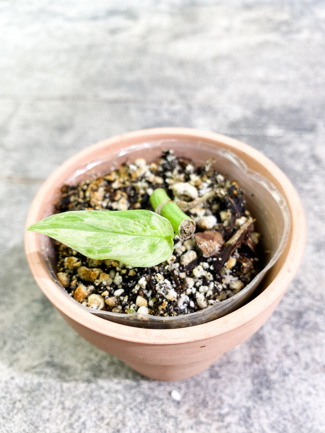 Monstera Adansonii Mint 1 leaf rooted