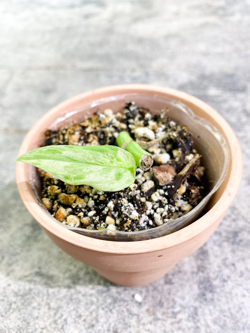 Monstera Adansonii Mint 1 leaf rooted