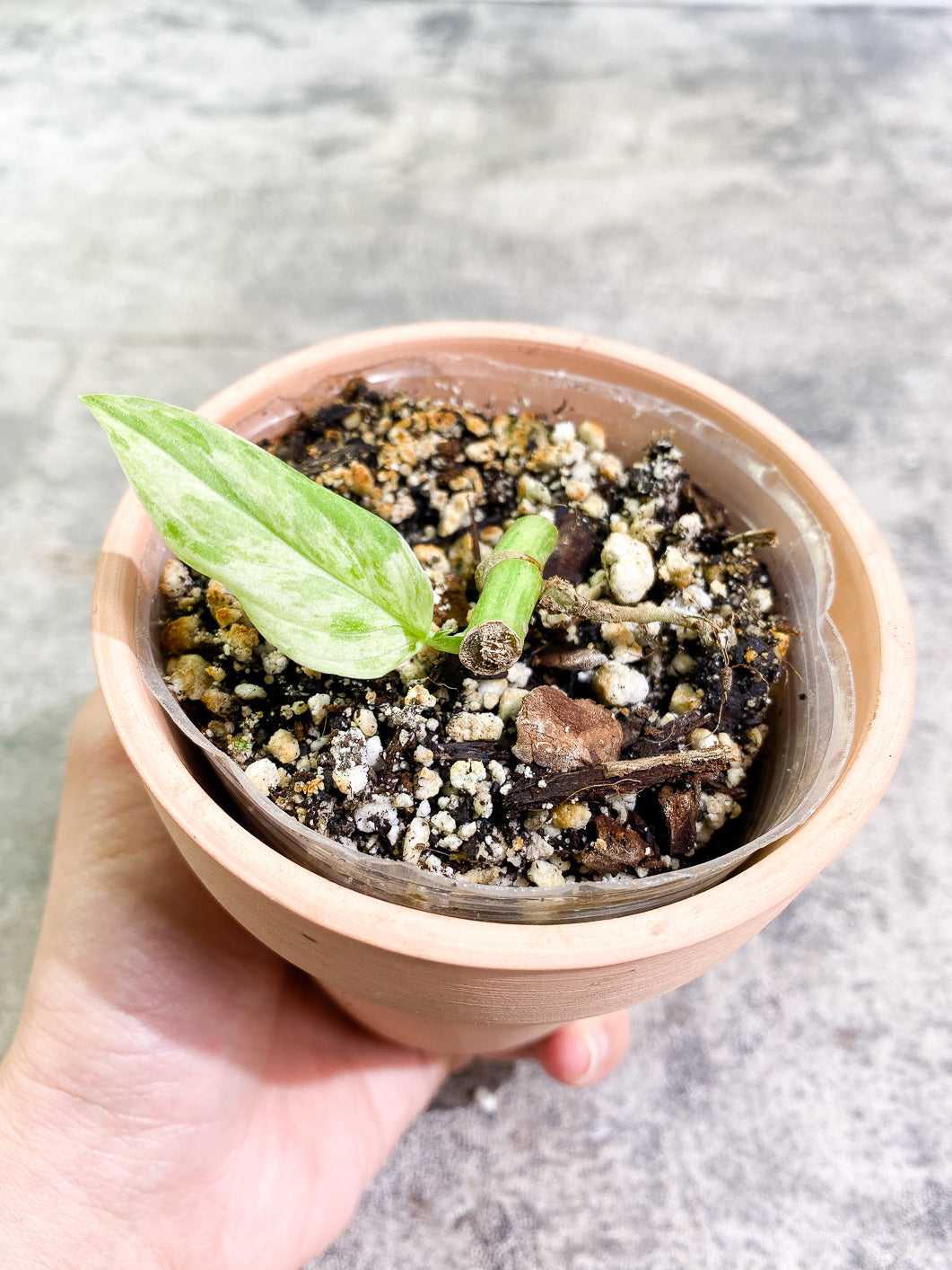 Monstera Adansonii Mint 1 leaf rooted