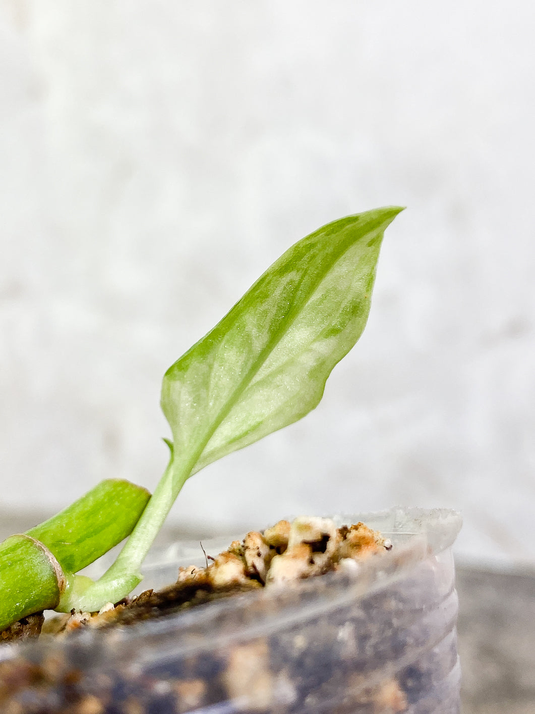 Monstera Adansonii Mint 1 leaf rooted
