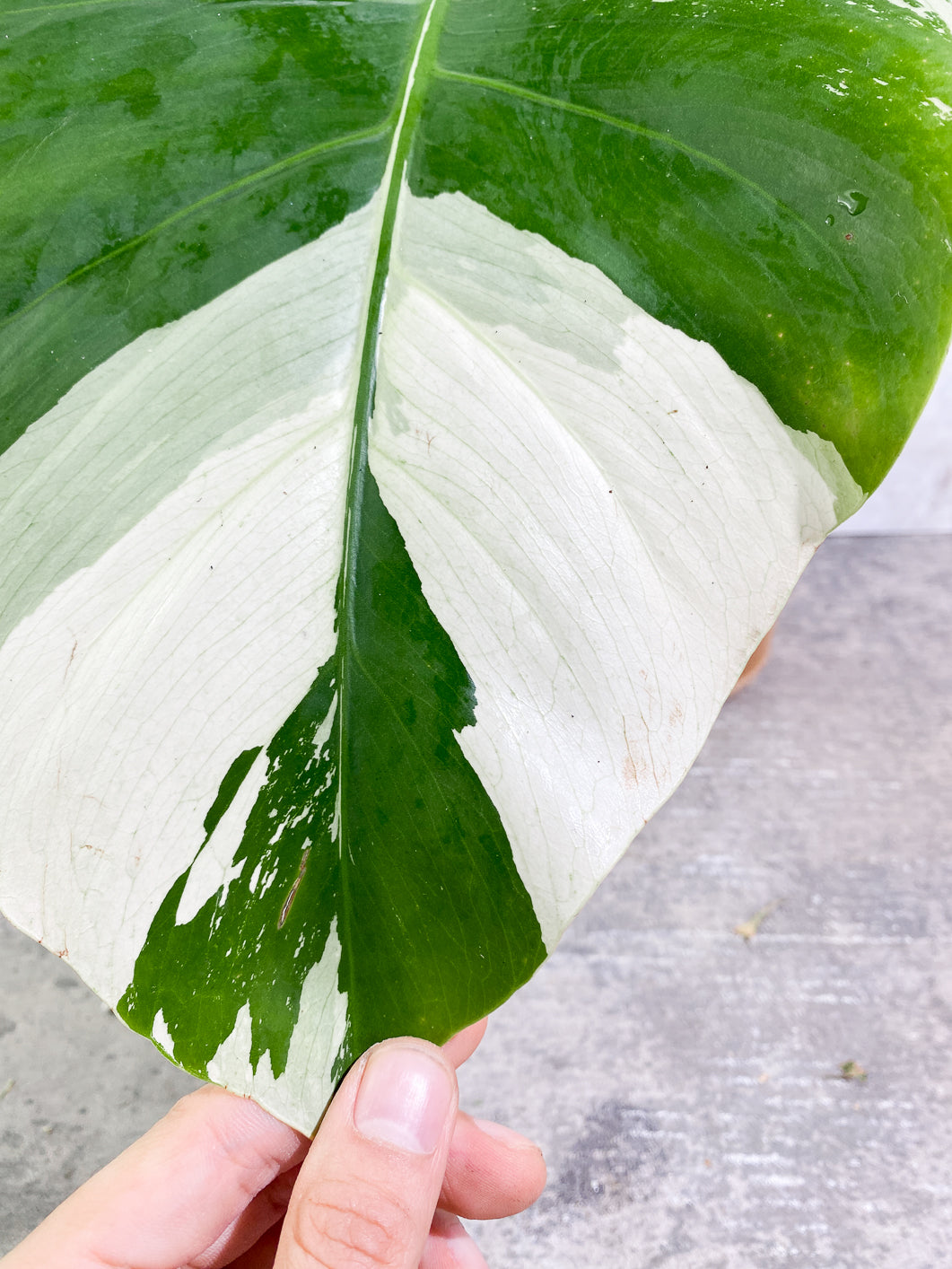 Monstera Mint 1 leaf 1 bud slightly rooted in moss