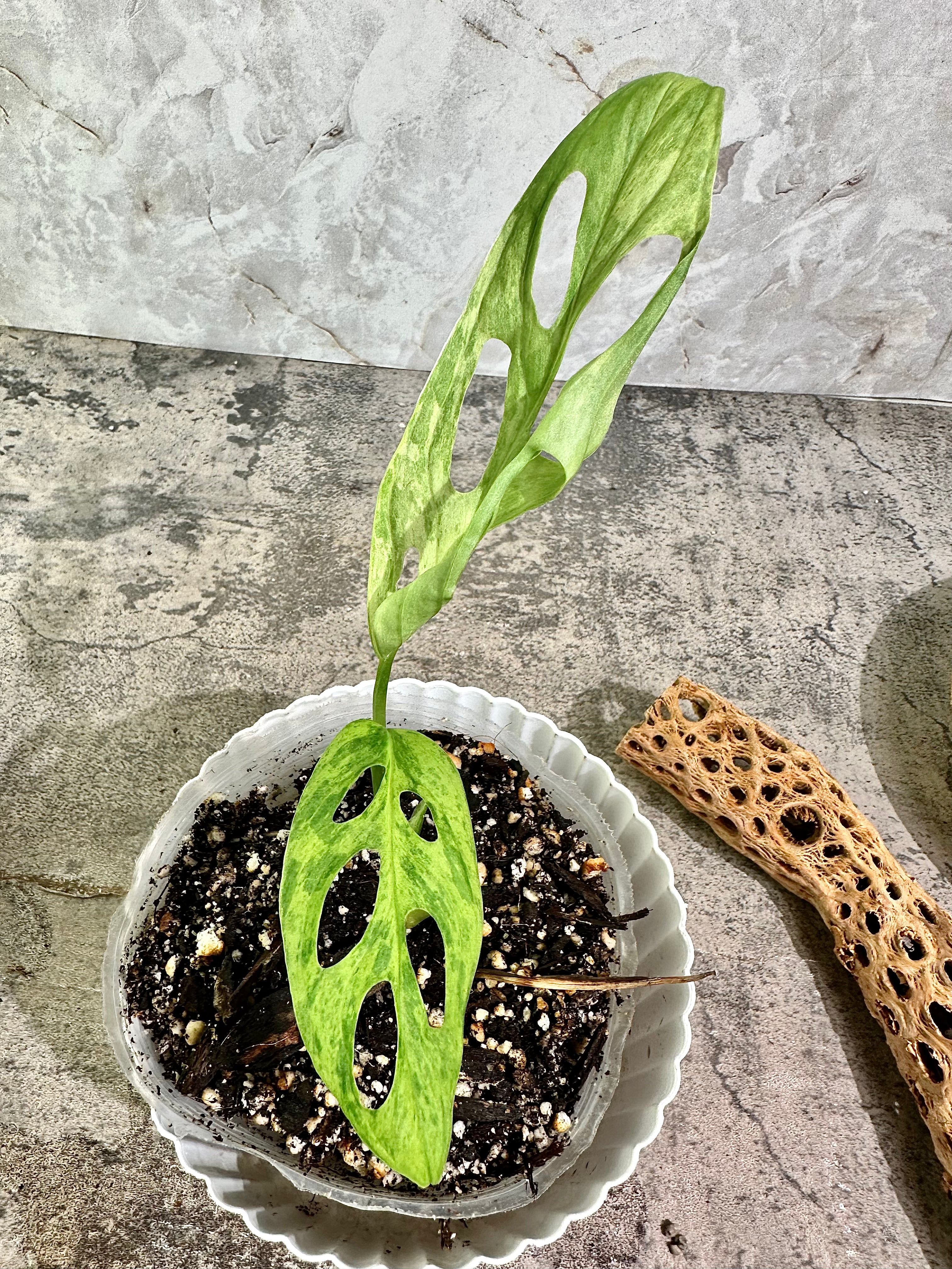 Monstera Adansonii Mint