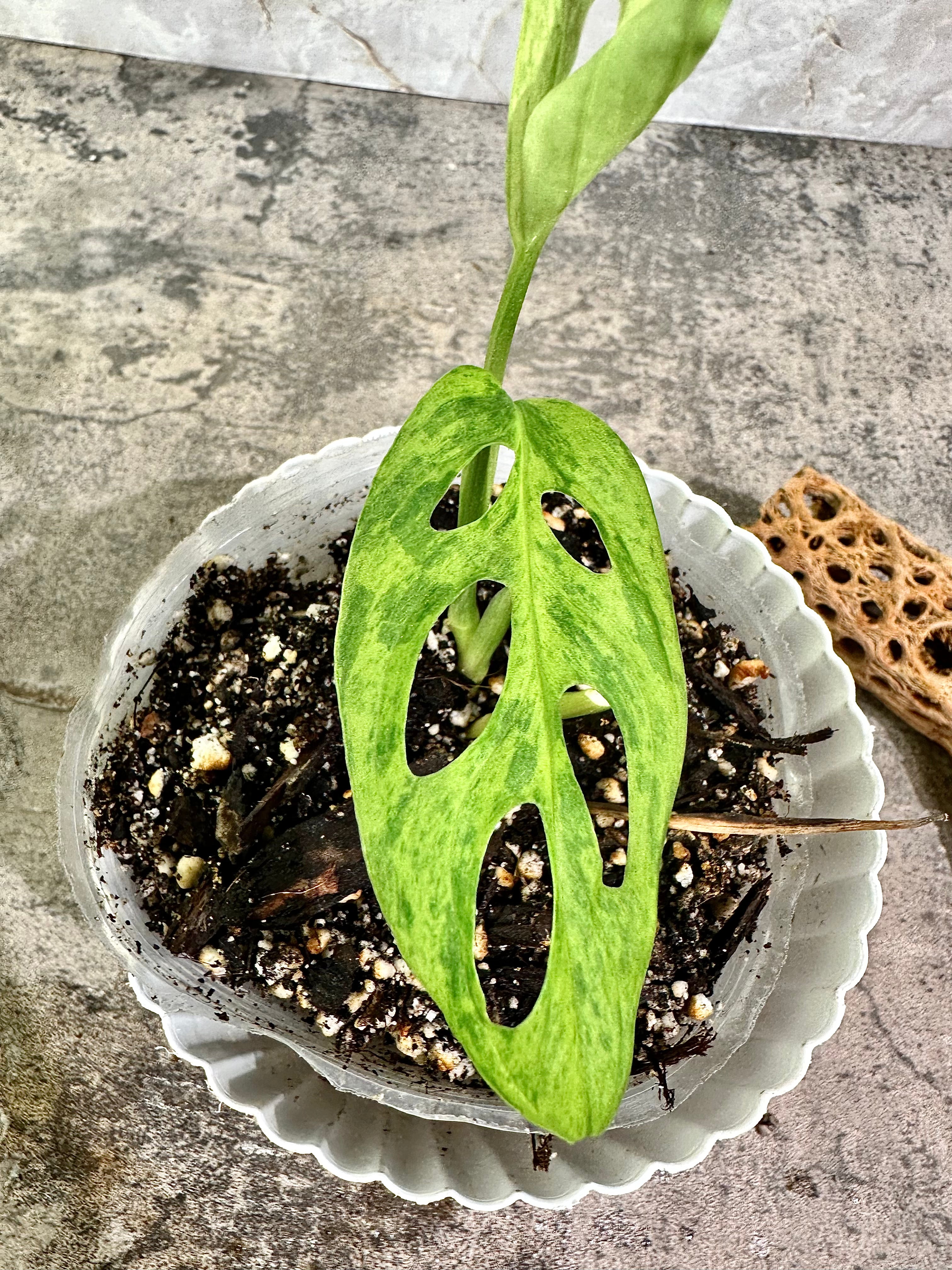 Monstera Adansonii Mint